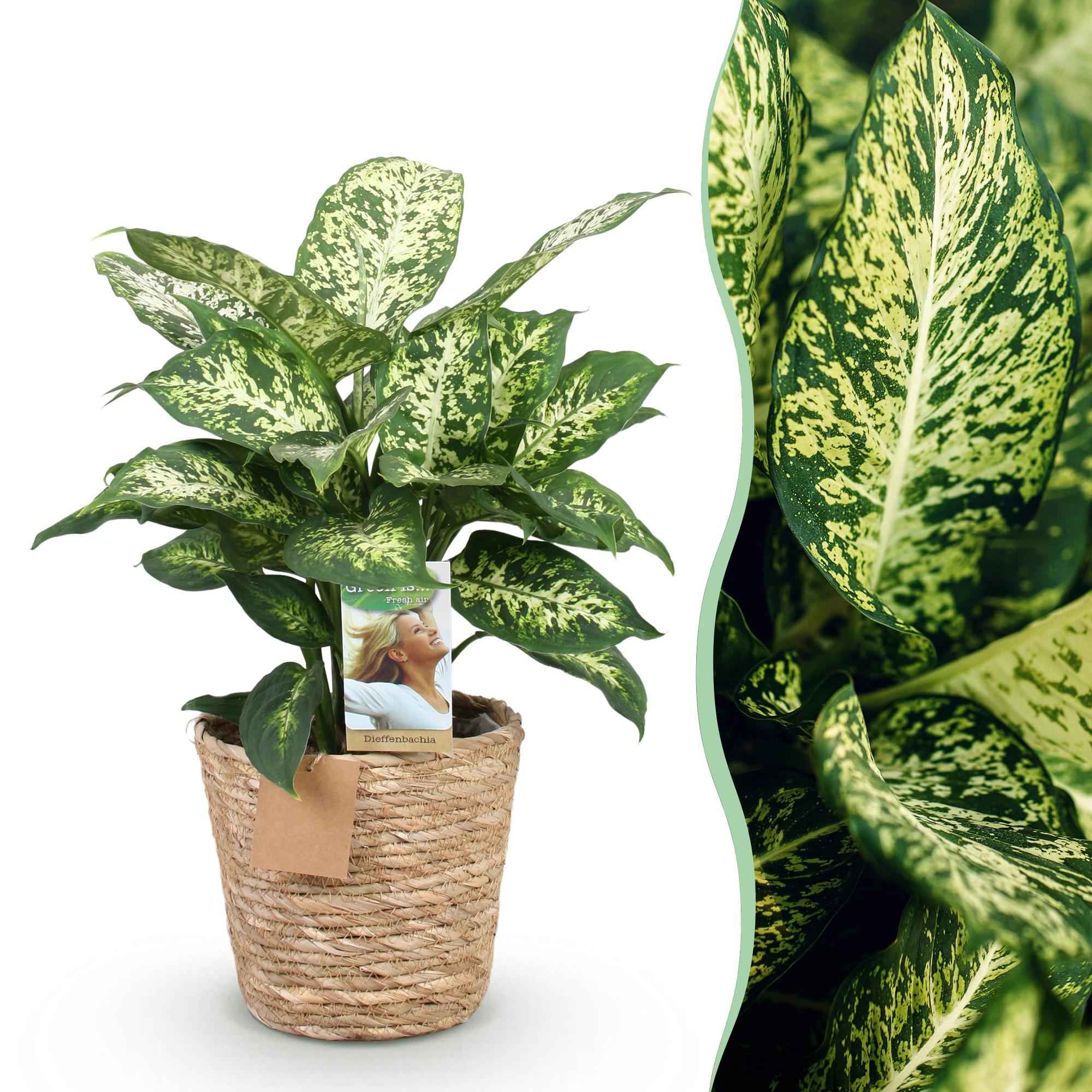 Image of Dieffenbachia Compacta – 45-50cm – 17cm inkl. Naturkorb – Pflegeleichte bunte Zimmerpflanze – Marmoriertes Blattwerk-1