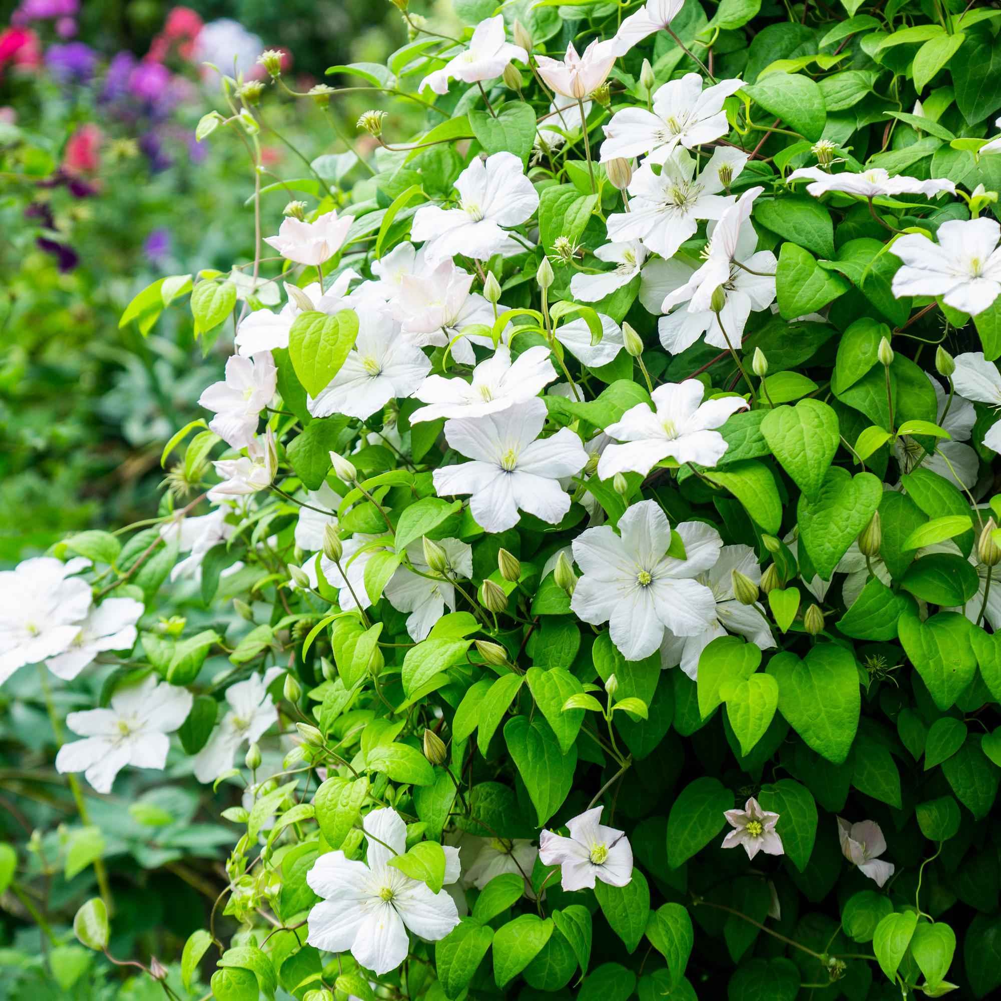 Image of Kletterpflanze Clematis Madame Le Coultre – Cremig weiße Blüten – Wenig Pflege – 2 Pflanzen – 11cm Höhe 40cm – Für Garten, Terrasse & Pergolen-4