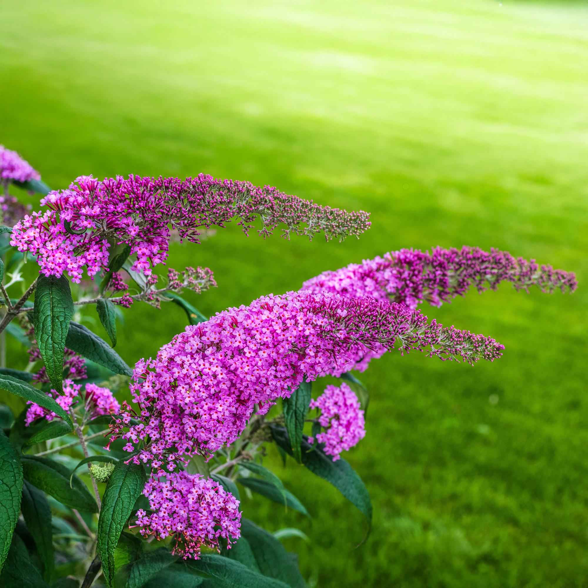 Image of Schmetterlingsstrauch Buddleja davidii Pink Delight – Rosa Blüten – Schmetterlingsfreundlich – Laubabwerfend – 17cm x H25cm – Pflegeleicht-4