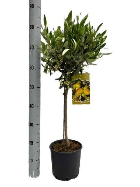 Image of Olivenbaum – Olea Europaea – Zimmer – & Terrassenpflanze – Ø19cm – 90cm hoch – Mediterraner Stammbaum mit Kugelkrone – Für drinnen & draußen-0