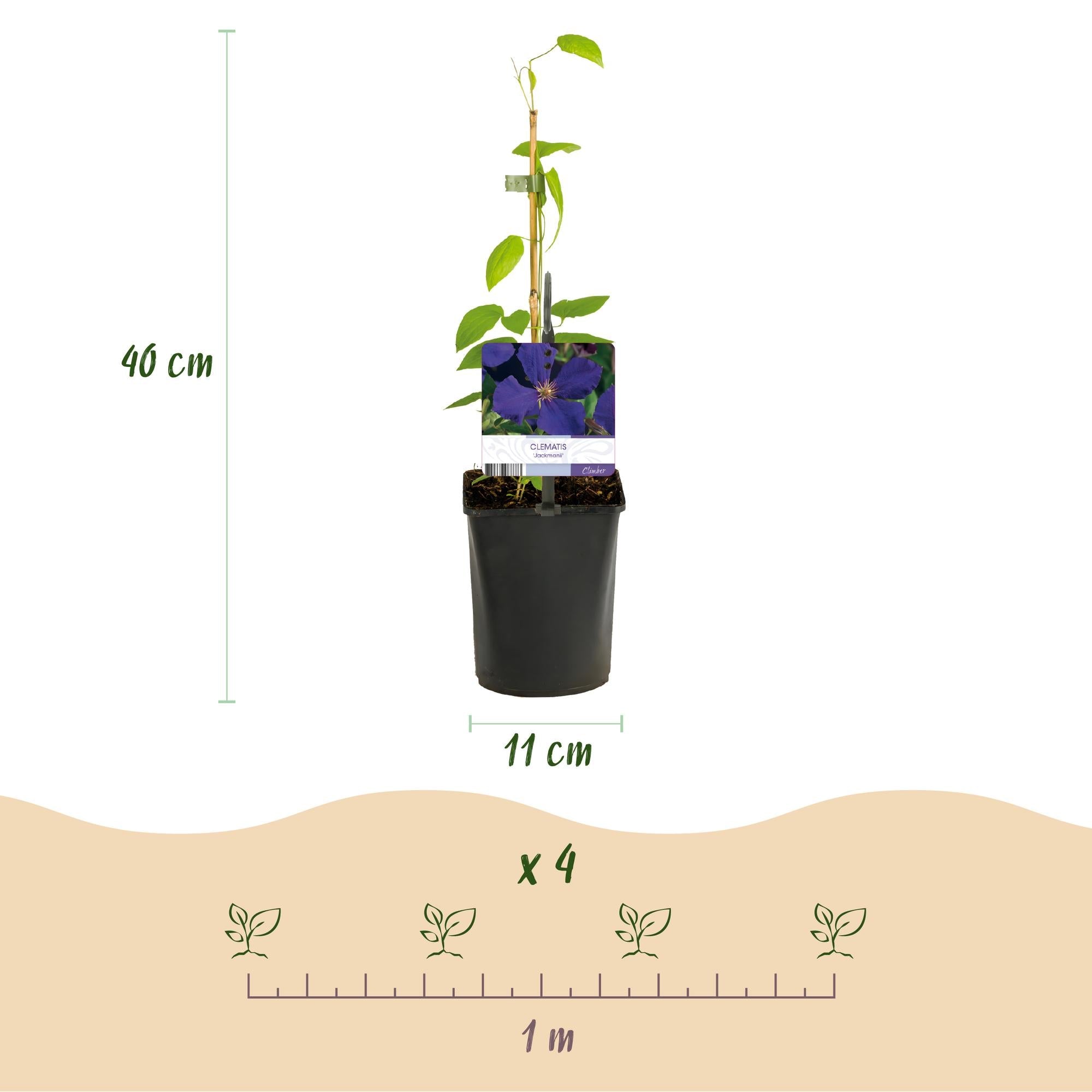 Image of Kletterpflanze Clematis Jackmanii – Tiefviolette Blüten – Wenig Pflege – 2 Pflanzen – 11cm Höhe 40cm – Für Garten, Balkon & Pergolen-3