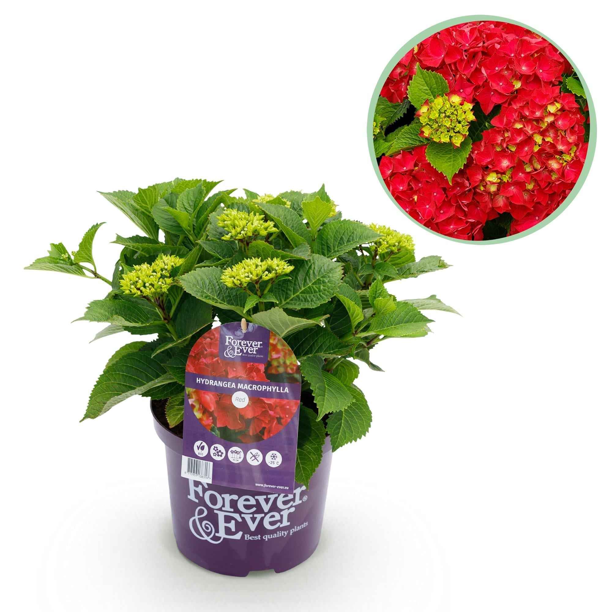 Image of Hortensie Forever & Ever – Hydrangea macrophylla – Rot – Balkonpflanze – 7-12 Blüten – 23cm 55cm hoch – Für Terrasse, Balkon & Beet – Pflegeleicht-0