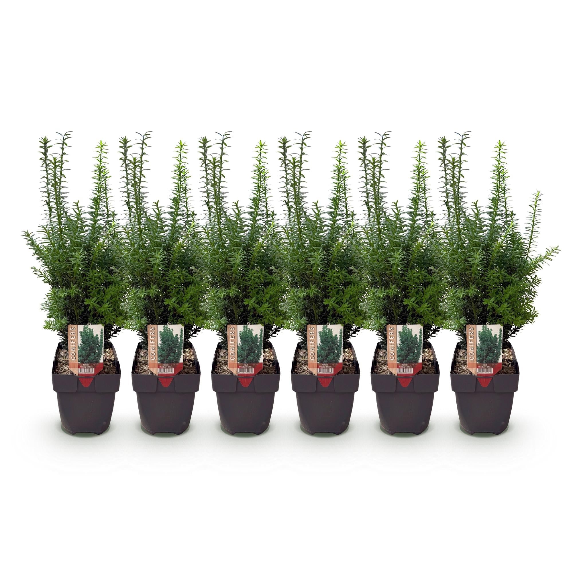 Image of Taxus media Hillii – 6 Pflanzen für 1 Meter Hecke – Immergrün & winterhart – Eibe für dichte, schnittfeste Hecken – Ø17cm – Höhe ca. 60cm-0