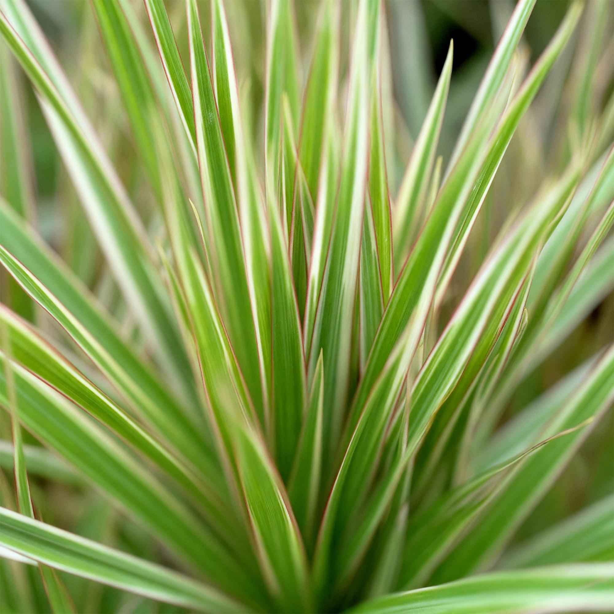 Image of Dracaena Marginata Bicolor – Drachenbaum – 17cm – Höhe 70-75cm – Pflegeleichte rot-4