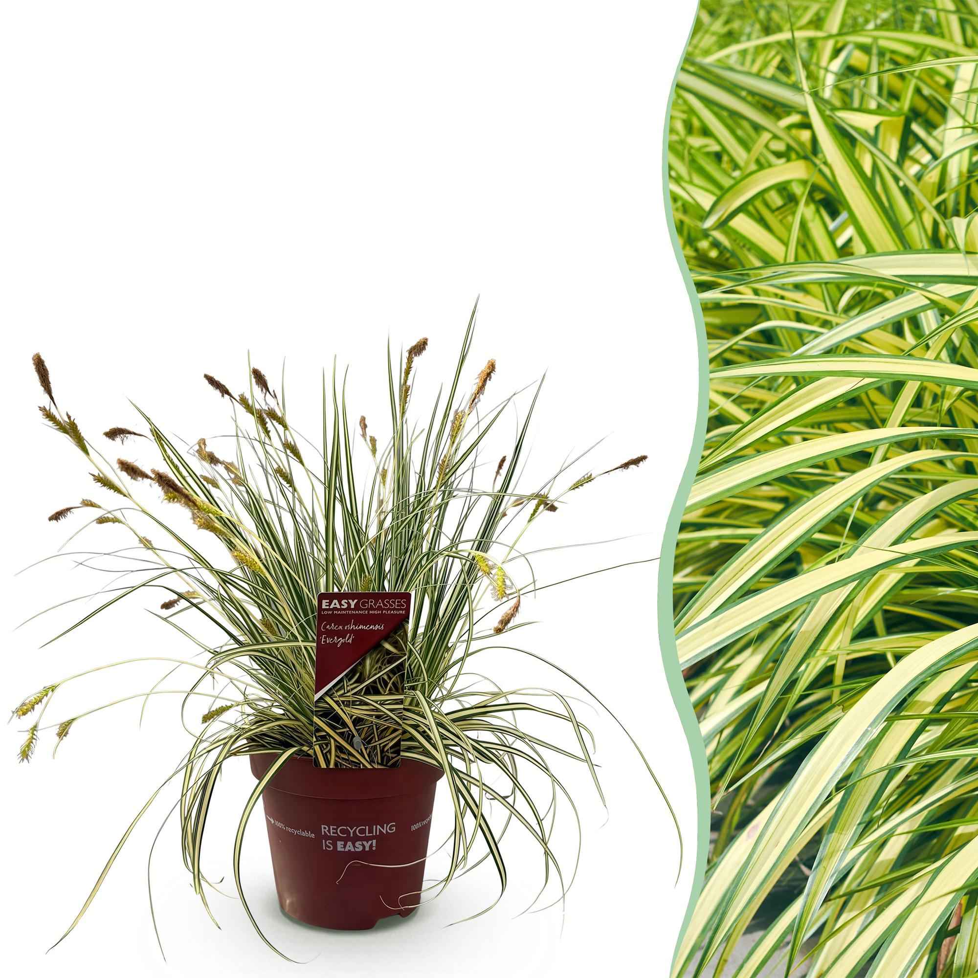 Image of Ziergras Segge Carex oshimensis Evergold – Gelb – Grün panaschiert – Immergrün & winterhart – Höhe ca. 50cm – 17cm – Für Beet, Kübel & Balkon-1