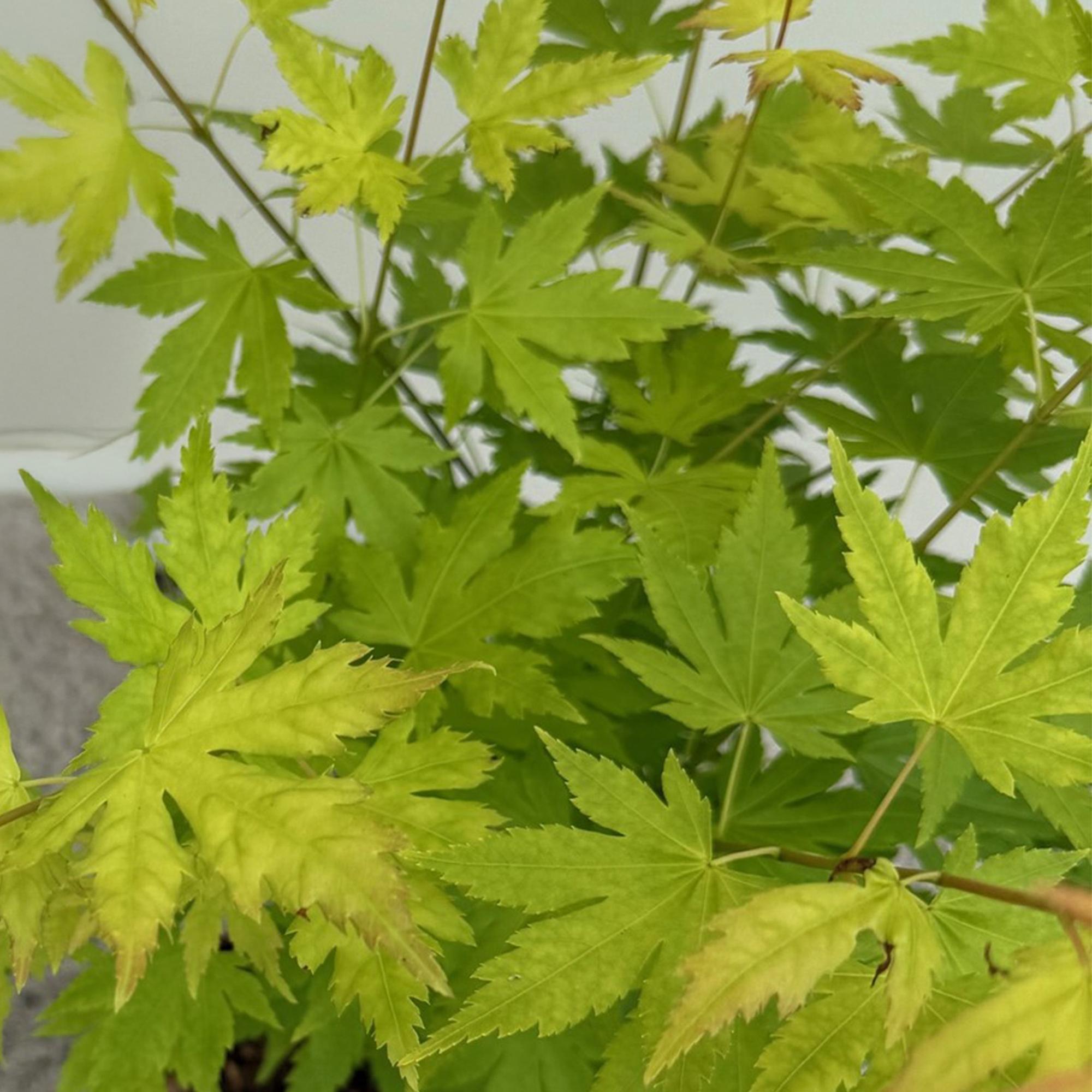 Image of Ahorn Acer palmatum Orange Dream – 12cm – Höhe ca. 35cm – Orange – gelbes Laub & beeindruckende Herbstfarbe-2