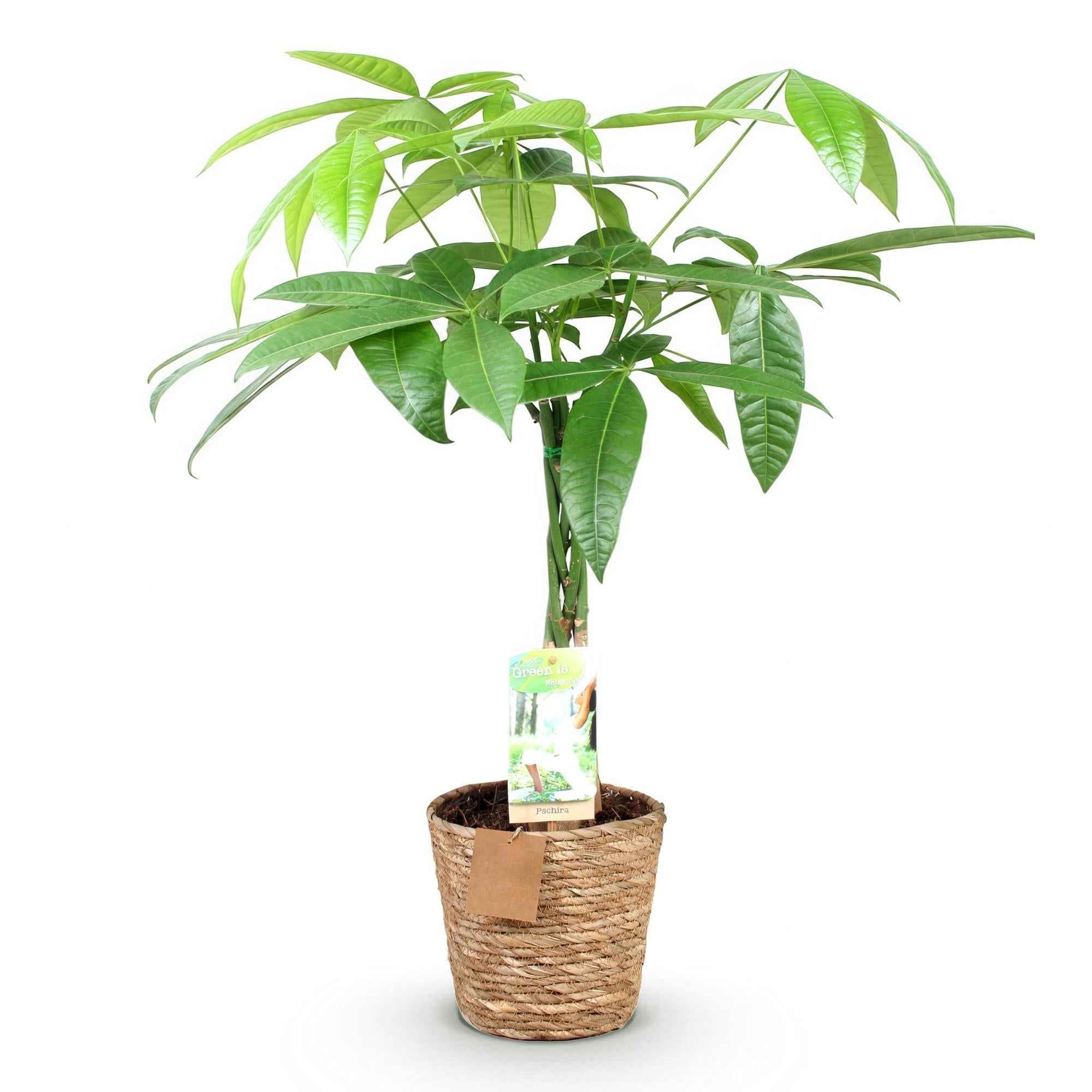 Image of Pachira Aquatica – 60-70cm – 17cm inkl. Naturkorb – Pflegeleichter Geldbaum mit geflochtenem Stamm-0