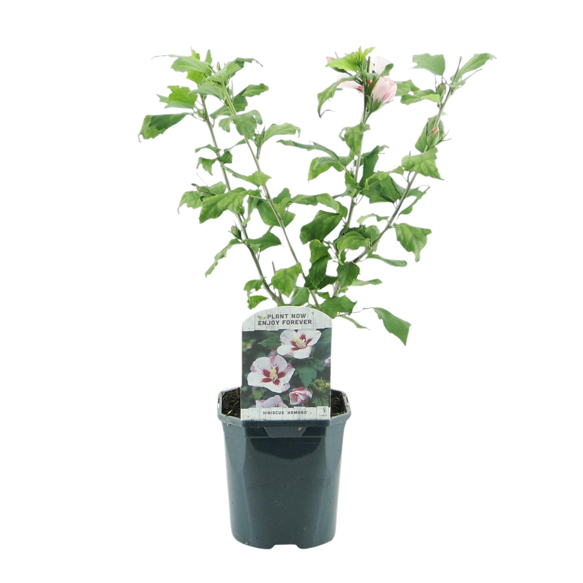 Image of Garteneibisch Hibiscus syriacus Hamabo – Strauch – Blüte Hellrosa – Pflegeleicht – 17cm Höhe 45cm – Für sonnige & halbschattige Standorte-2