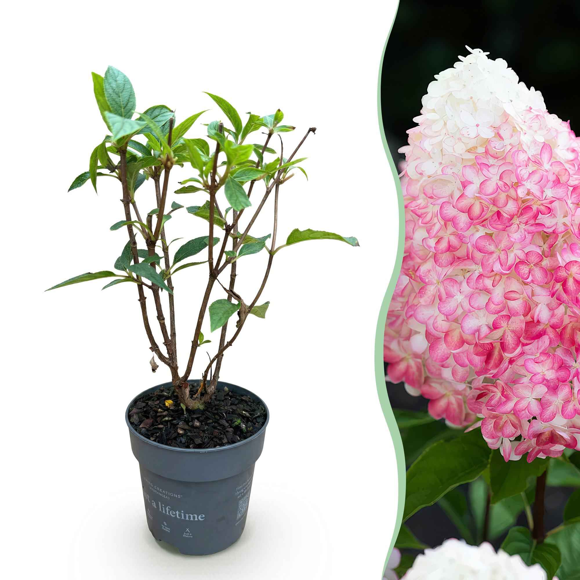 Image of Rispenhortensie Hydrangea paniculata Living Pink & Rose winterhart rosa 20-30cm im 12cm Topf für Garten Balkon Terrasse Beet bienenfreundlich