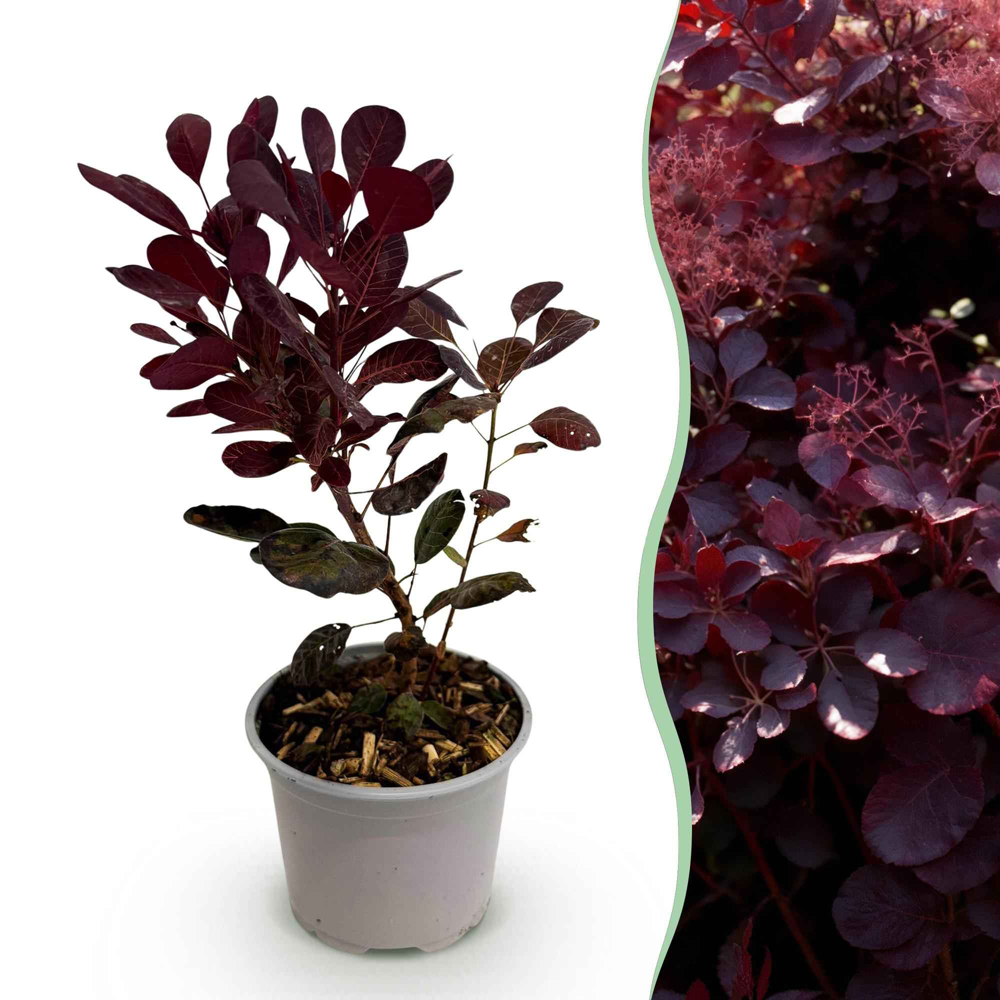 Image of Cotinus coggygria Lilla – 12cm – Höhe ca. 35cm – Purpurrotes Laub & lila Sommerblüte-0