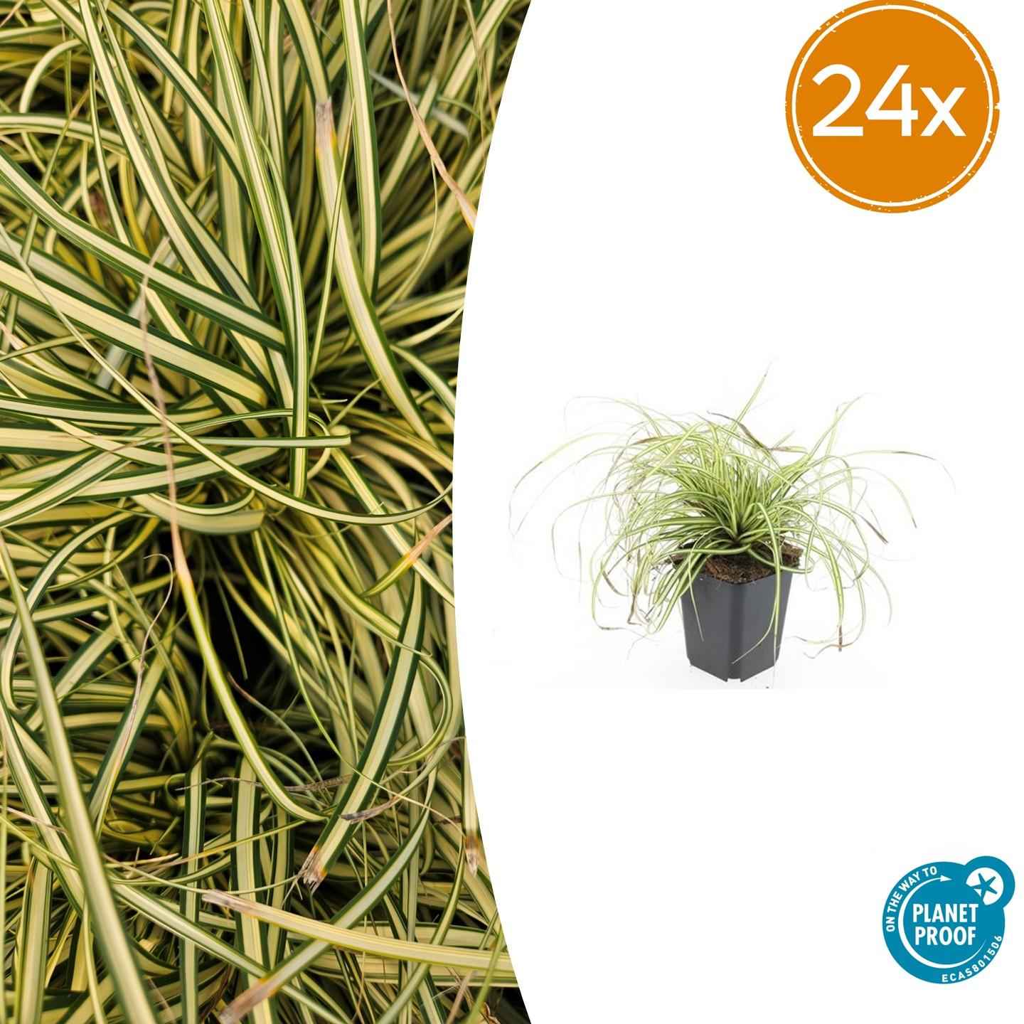 Image of Carex oshimensis 'Evergold' – 24 Pflanzen – ↕10-25cm – Ø9cm – Winterhartes Ziergras – Goldgrünes Laub – Pflegeleicht – Für Schattige Bereiche-1