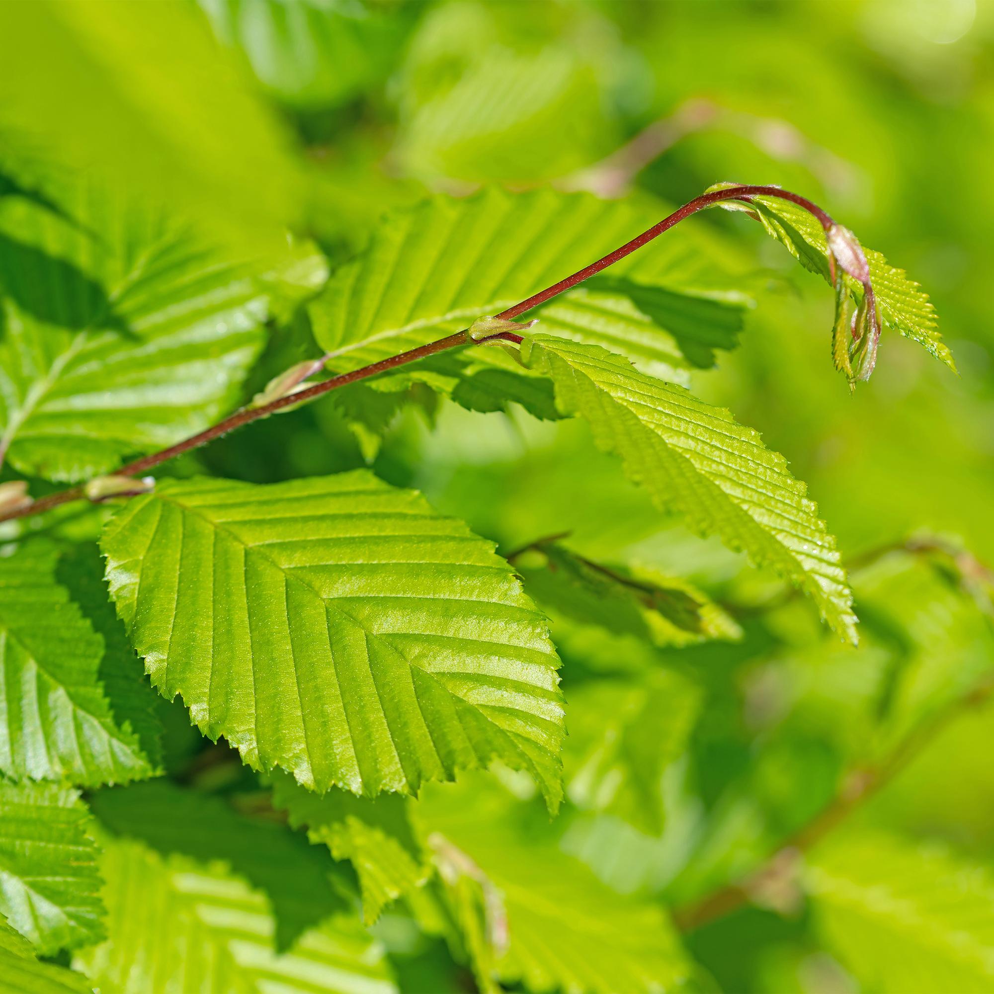 Image of Gemeine Hainbuche Carpinus betulus – Heckenpflanze – 6 Pflanzen – 1 laufender Meter – 17cm – Höhe 55cm – Dichtes Laub – Privatsphäre-3