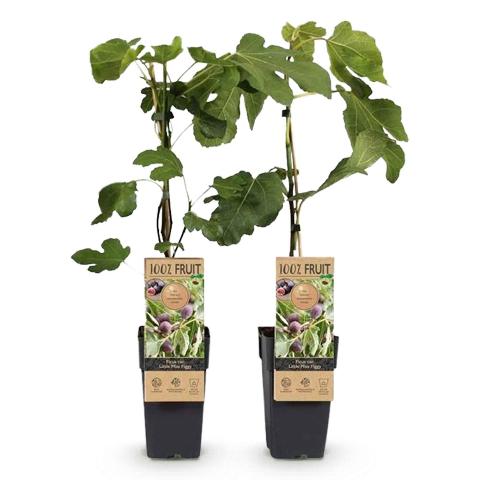 Image of Feigenbaum – Ficus carica 'Little Miss Figgy' – 2 Pflanzen – Ø15cm – Höhe 50cm – Rote Früchte – Kompakter Obstbaum für Garten, Balkon & Terrasse-1