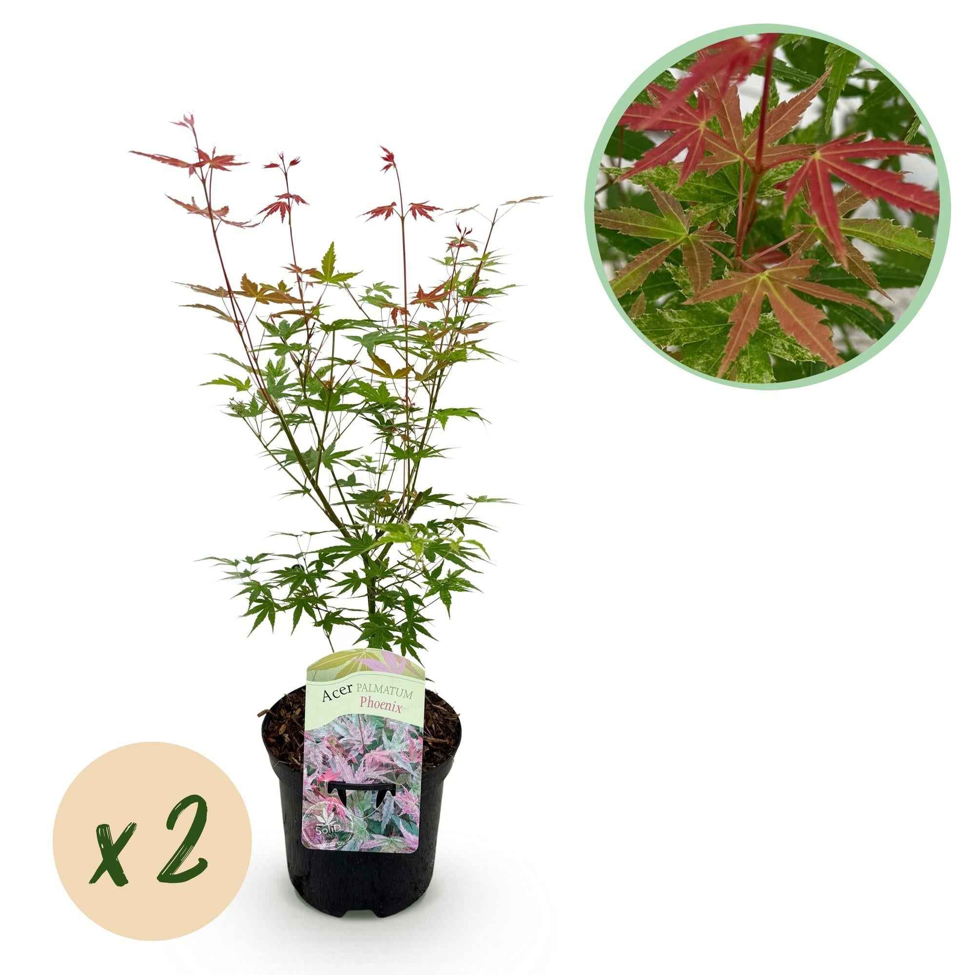 Image of Japanischer Ahorn – Acer palmatum 'Phoenix' – 2 Pflanzen – 70cm hoch – Ø19cm – leuchtend rot – orange – Balkon – & Gartenpflanze-1