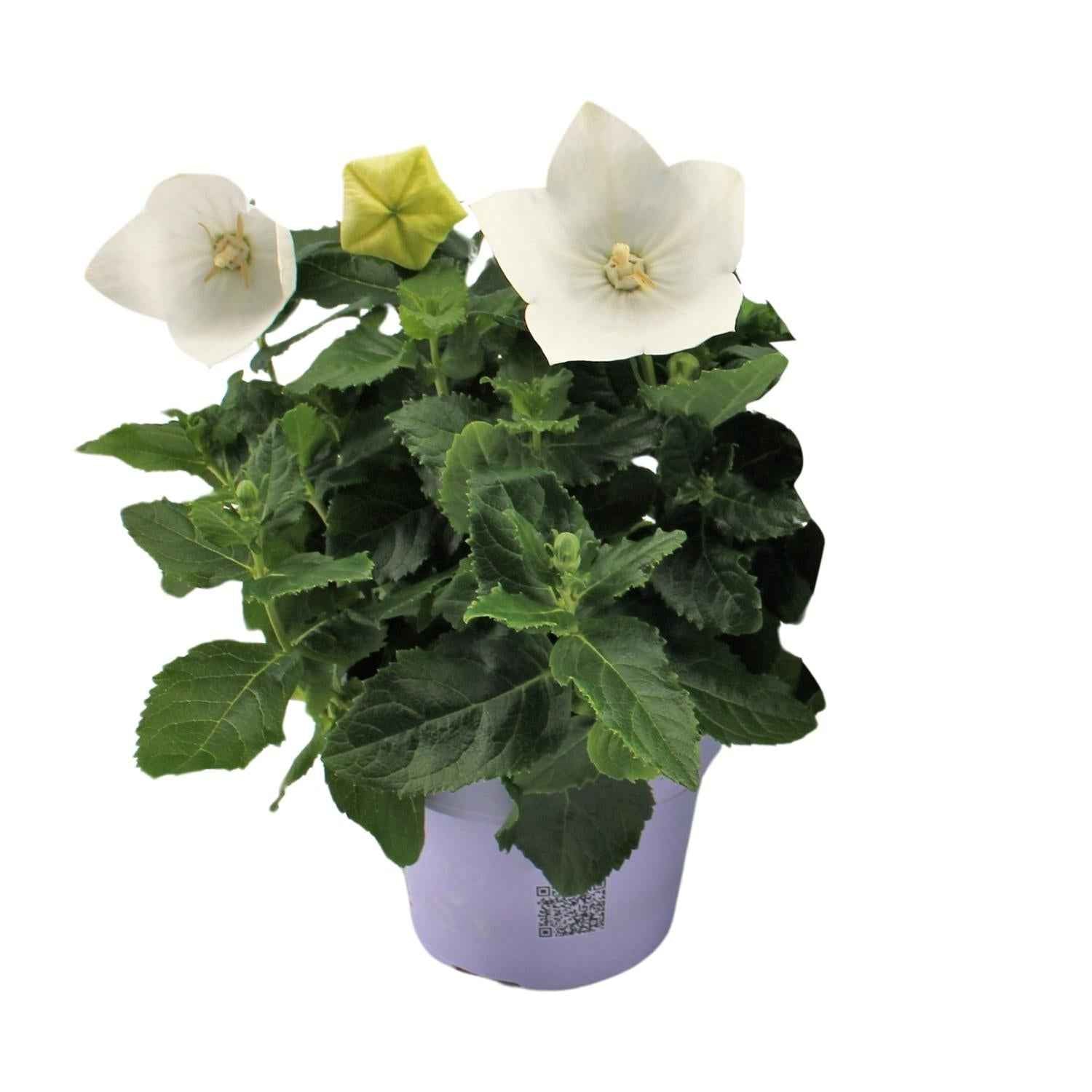 Image of Ballonblume – Platycodon White – Zimmerpflanze – Ø12cm – ↕22cm – Weiße Blüte mit ballonförmiger Knospe – Pflegeleicht & dekorativ – Für Innen-0