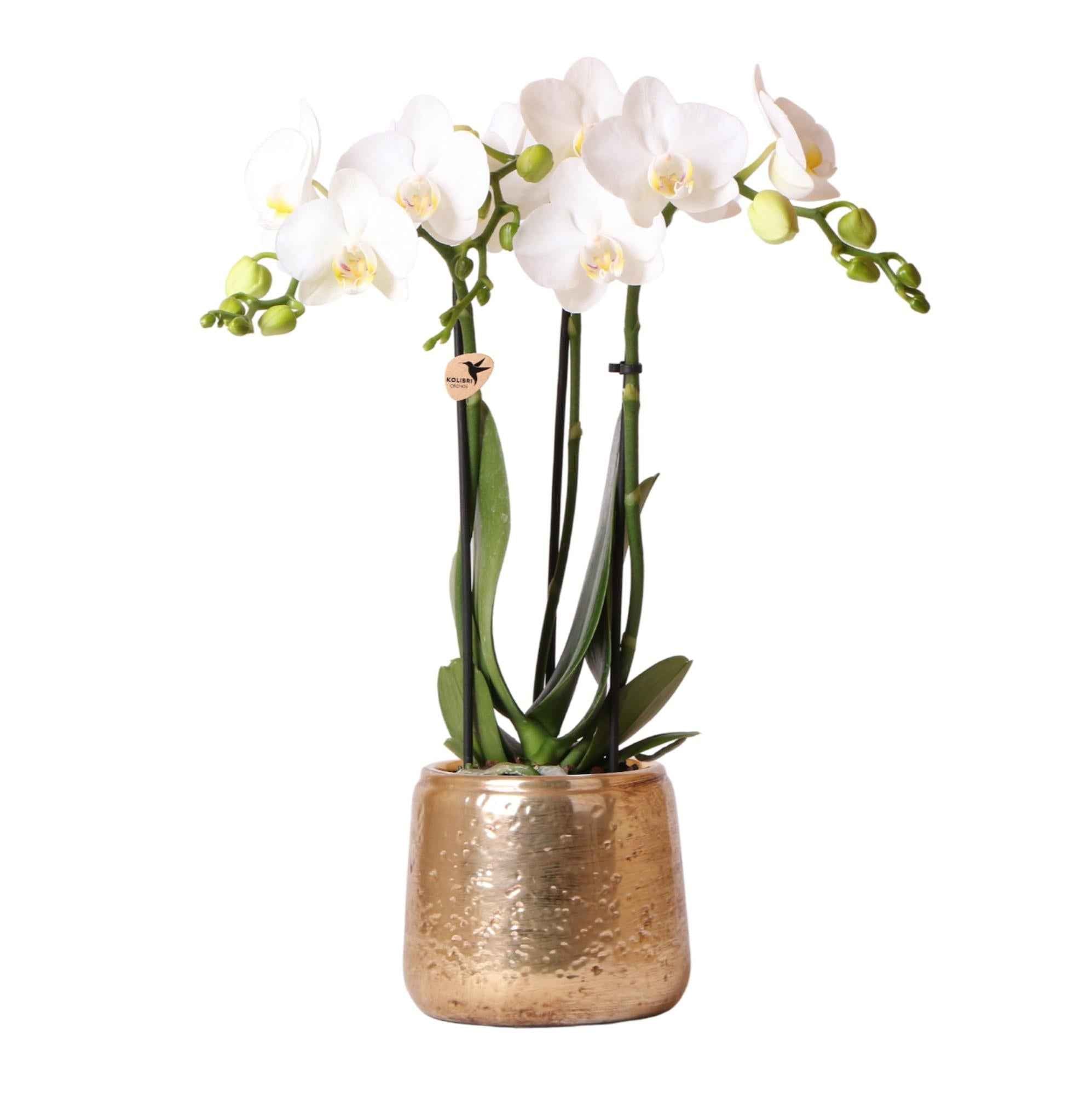 Image of Weiße Phalaenopsis Orchidee Amabilis – Luxuriöser Ziertopf Gold Ø9cm – 40cm hohe blühende Zimmerpflanze – Frisch vom Züchter-0