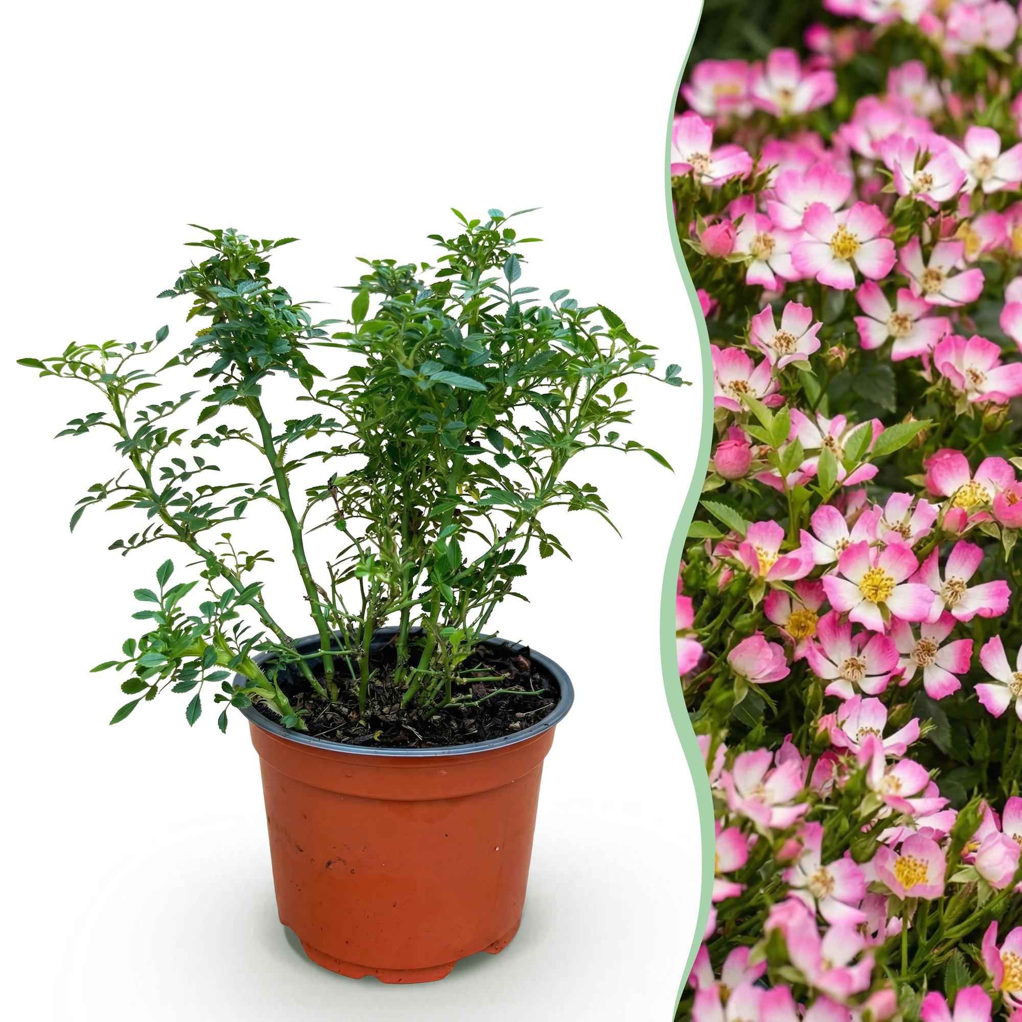 Image of Rose Rosa Cutie Pie winterhart rosa 20-25cm 12cm für Garten Balkon Terrasse Beet rosa Beetrose dauerblühend bienenfreundlich pflegeleicht kompakt-1