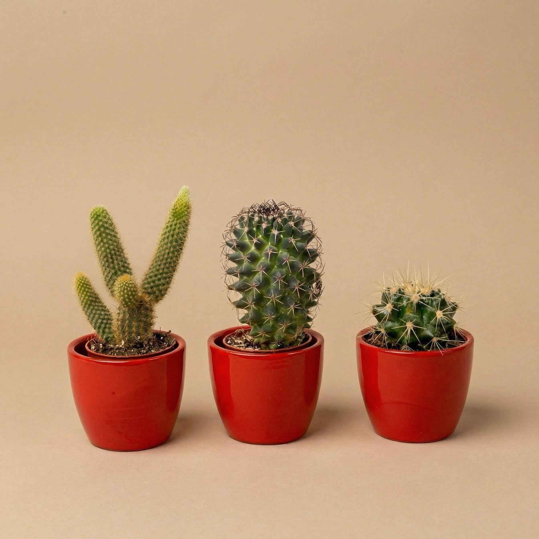 Image of Kakteen Set 3er mit rotem Keramik Mini