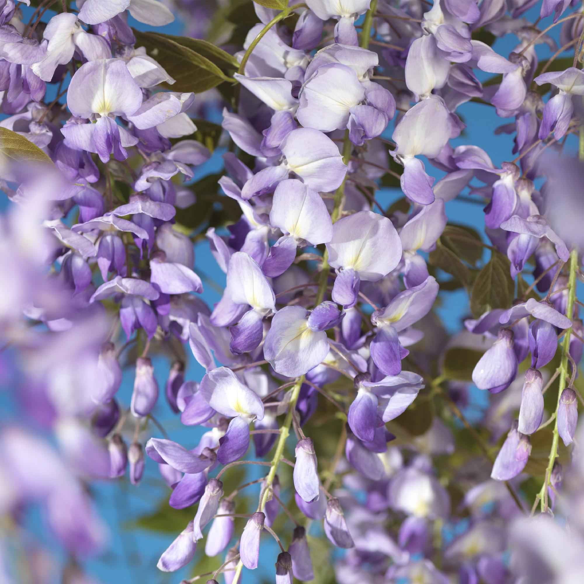 Image of Blauregen Wisteria floribunda Prolific – Kletterpflanze – Blüte Blau – Duftend – Schnellwachsend – 11cm Höhe 40cm – Für Pergolen & Zäune