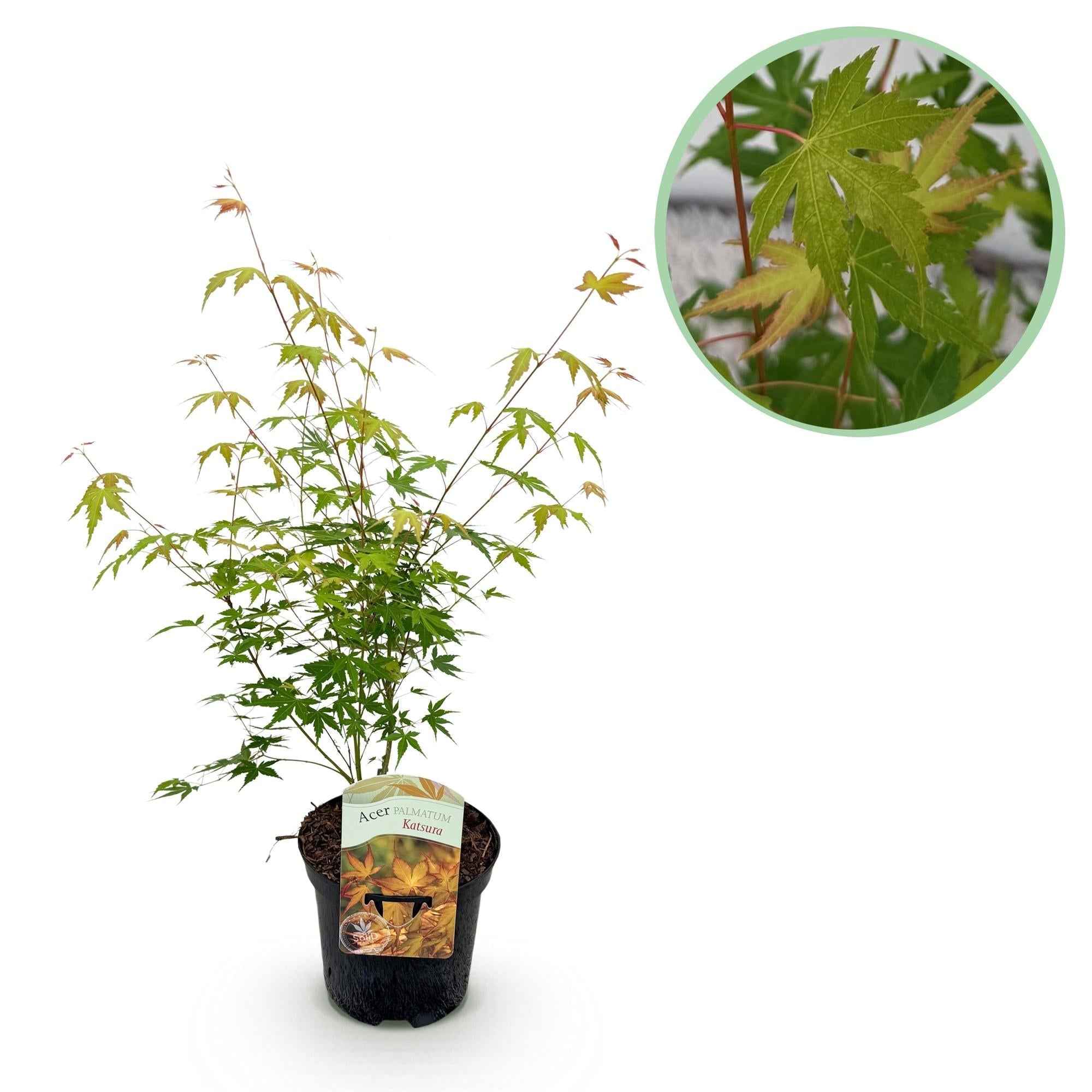 Image of Japanischer Ahorn Acer palmatum 'Katsura' – Orange – Balkon – & Gartenpflanze – Ø19cm – Ca. 70cm hoch-0