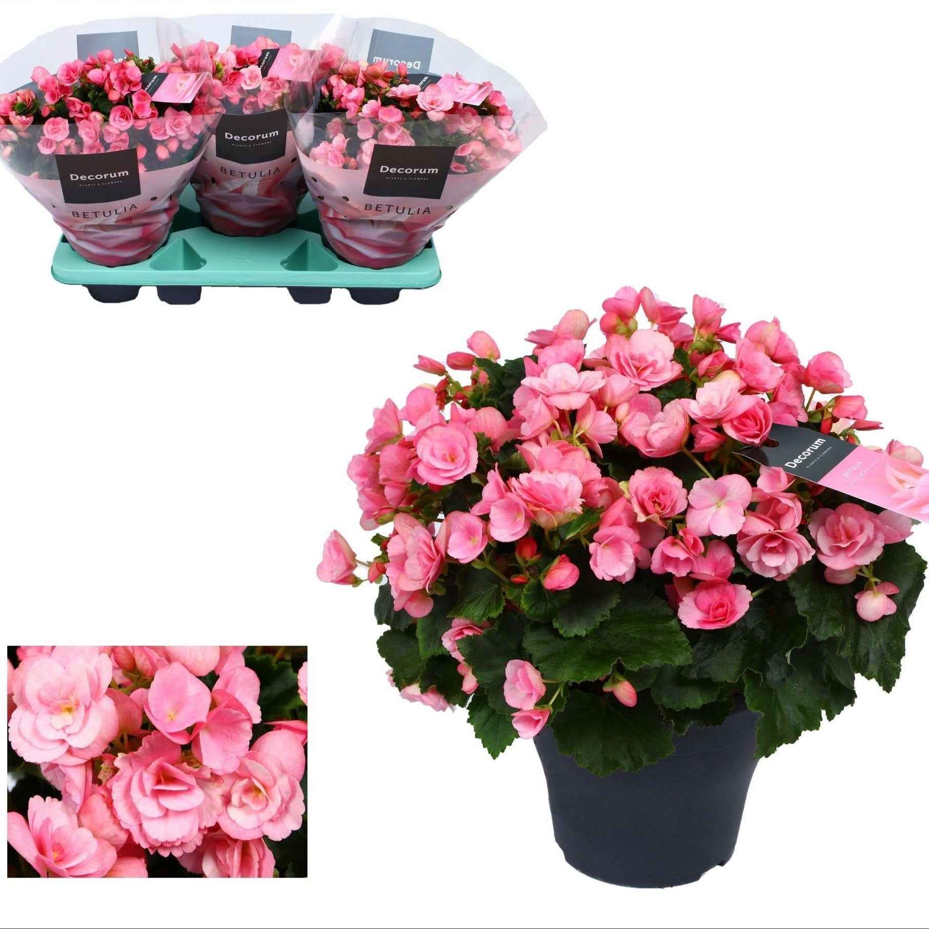 Image of Freiland – Begonie Begonia Betulia 'Candy' Rosa – Ø19cm – ↕35cm – Blühfreudige Balkonpflanze – Für geschützte Außenbereiche & helle Innenräume-0