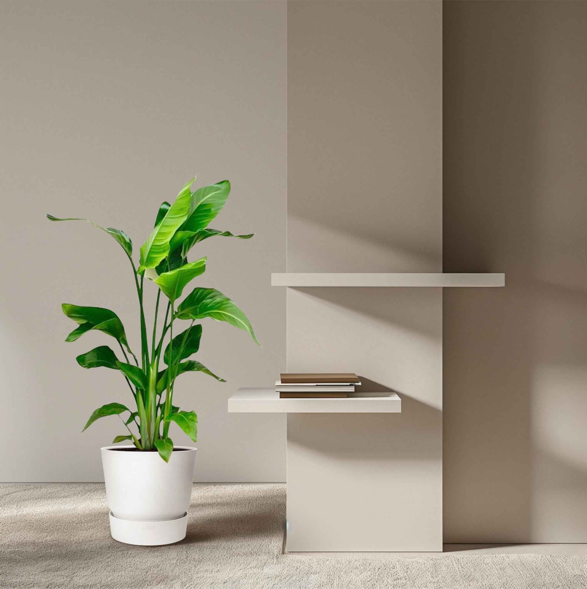 Image of Strelitzia Nicolai – Paradiesvogelblume – Zimmerpflanze 70-90cm – Ø17cm – Tropische Grünpflanze für Wohnzimmer & Büro – Exotisch & pflegeleicht-3
