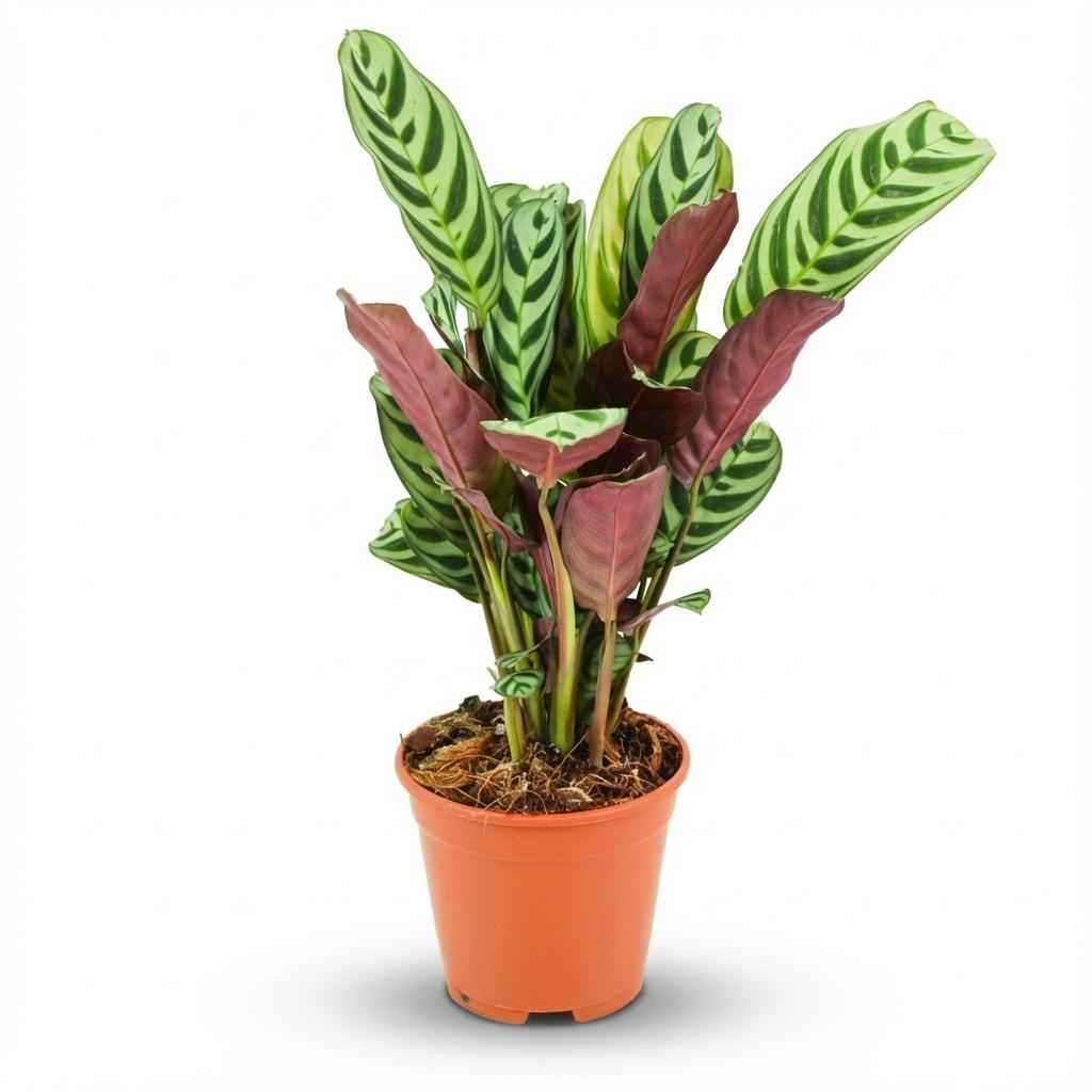 Image of Korbmarante Ctenanthe Burle – Marxii Ø14cm Höhe35-40cm – Gebetspflanze mit Fischgrätenmuster – Zimmerpflanze für Wohnraum & Büro