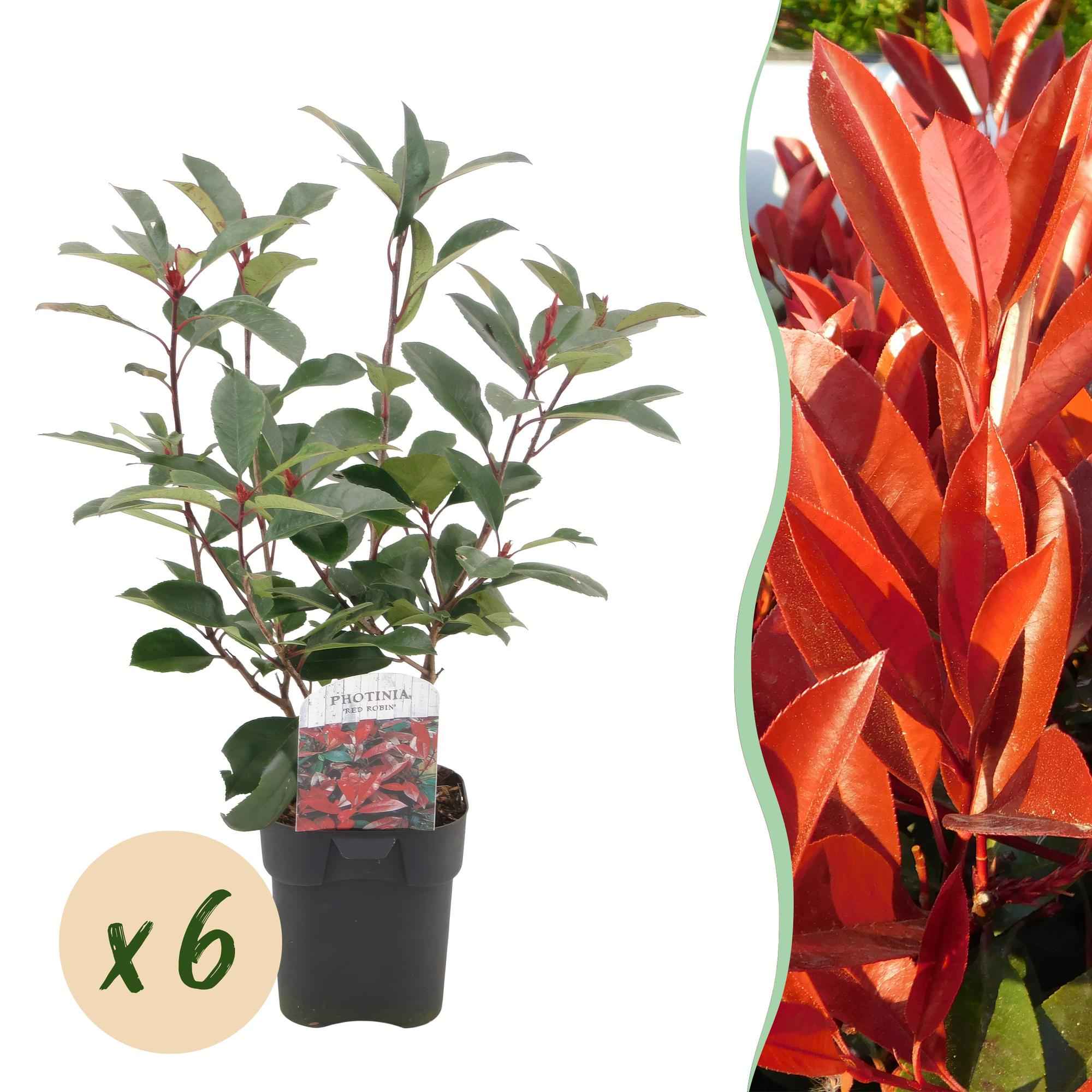 Image of Photinia fraseri Red Robin – 6 Pflanzen für 1 laufenden Meter – Frasers Glanzmispel – Immergrüne Heckenpflanze im 17cm Topf – ca. 55cm hoch-2