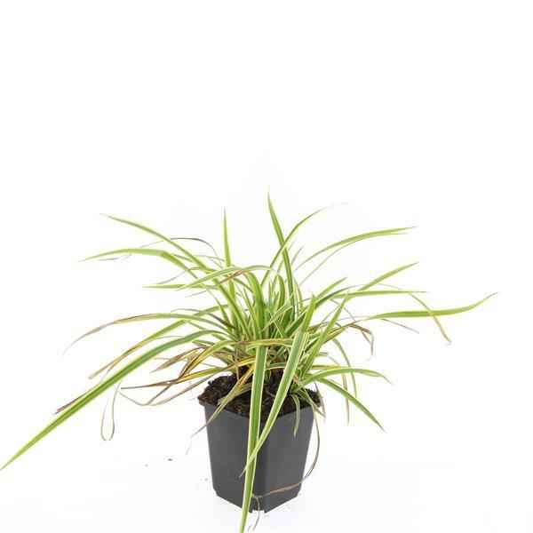 Image of Carex morrowii 'Aureovariegata' – Japan-Segge – 48 Pflanzen – gelb-grün panaschiertes Ziergras – Ø9cm – ↕10–25cm – schattentolerant – winterhart – pflegeleicht-1