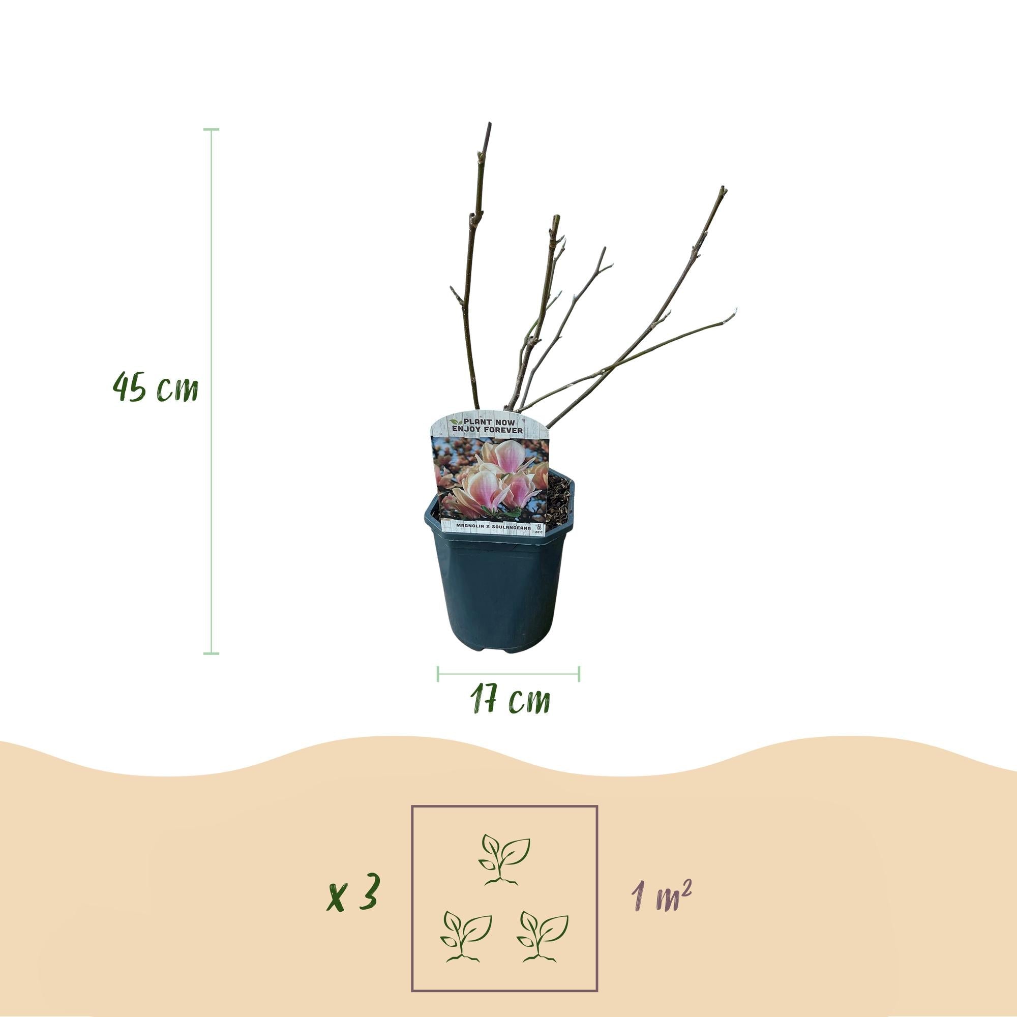 Image of Tulpen – Magnolie Magnolia Soulangiana – Strauch/Baum – Blüten Hellrosa – Frühjahrsblüher – Pflegeleicht – 17cm Höhe 45cm – Für Garten & Terrasse-3