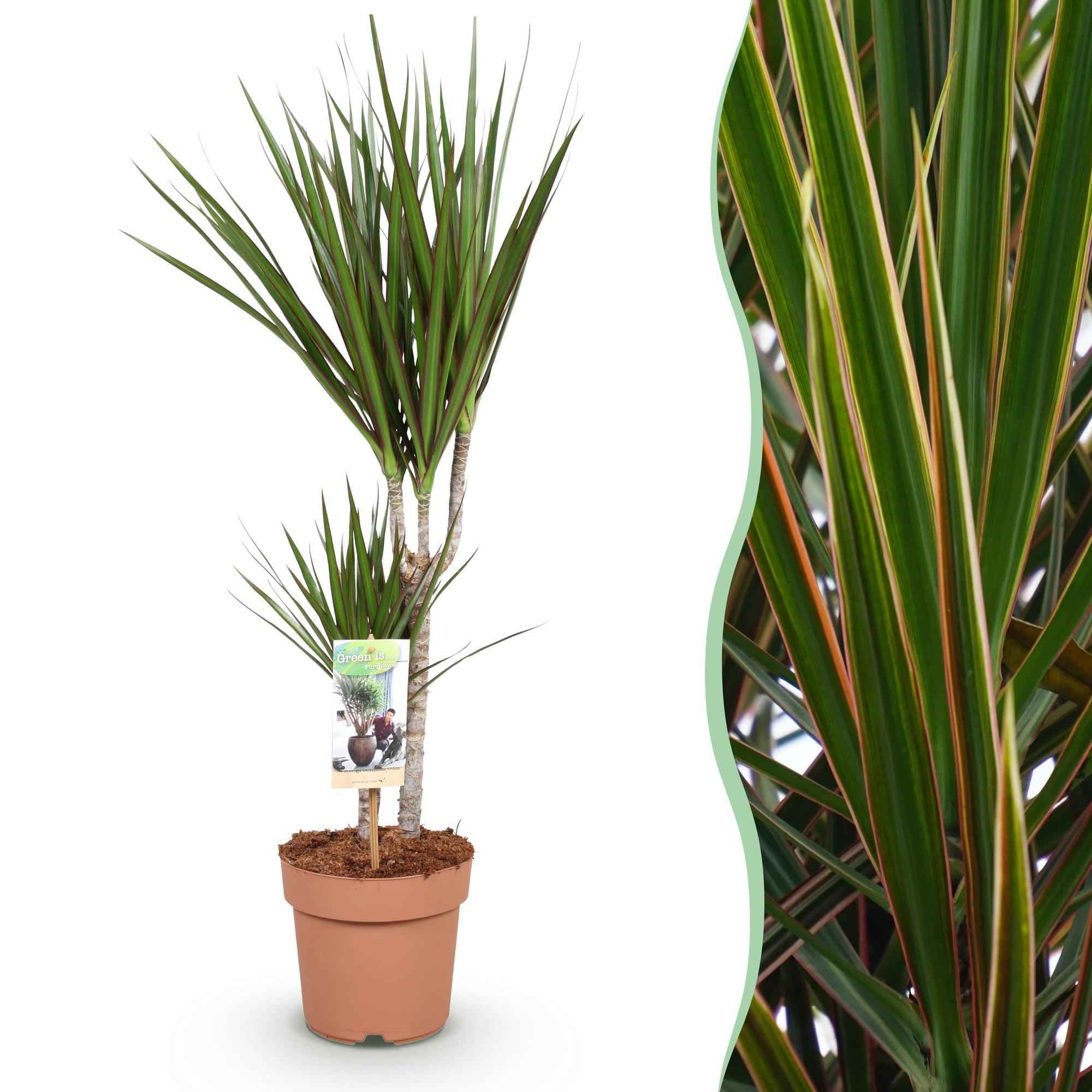 Image of Dracaena Marginata – Drachenbaum – 17cm – Höhe 70-80cm – Pflegeleichte grüne Zimmerpflanze mit elegantem Blattwerk für Wohn – und Arbeitsräume-1