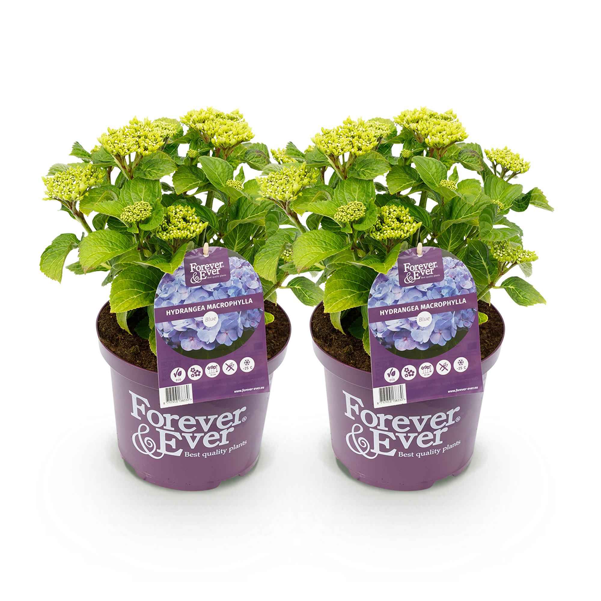 Image of Hortensie Forever & Ever – Blau – 2 Pflanzen – Hydrangea macrophylla – Je im 23cm Topf – Ca. 55cm hoch – 7-12 Blüten – Für Balkon, Terrasse & Beet-1