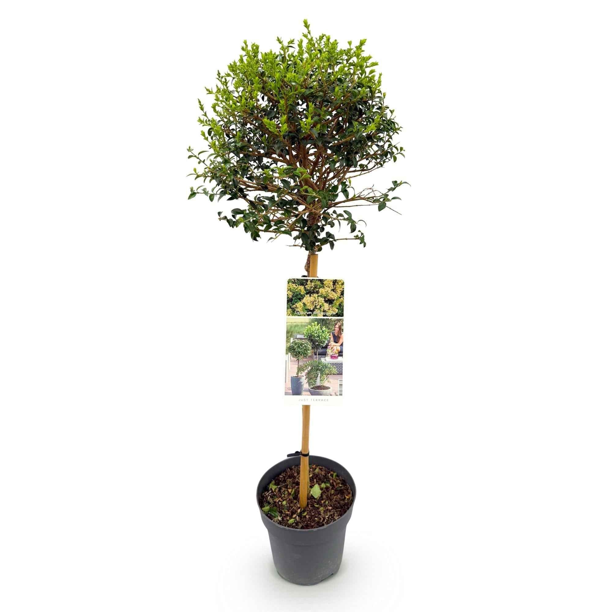 Image of Ligustrum delavayanum Stamm – Pflanze – Immergrün – Pflegeleicht – Ø19cm – Höhe ca. 90cm – Sichtschutz & Stil für Terrasse & Balkon-1