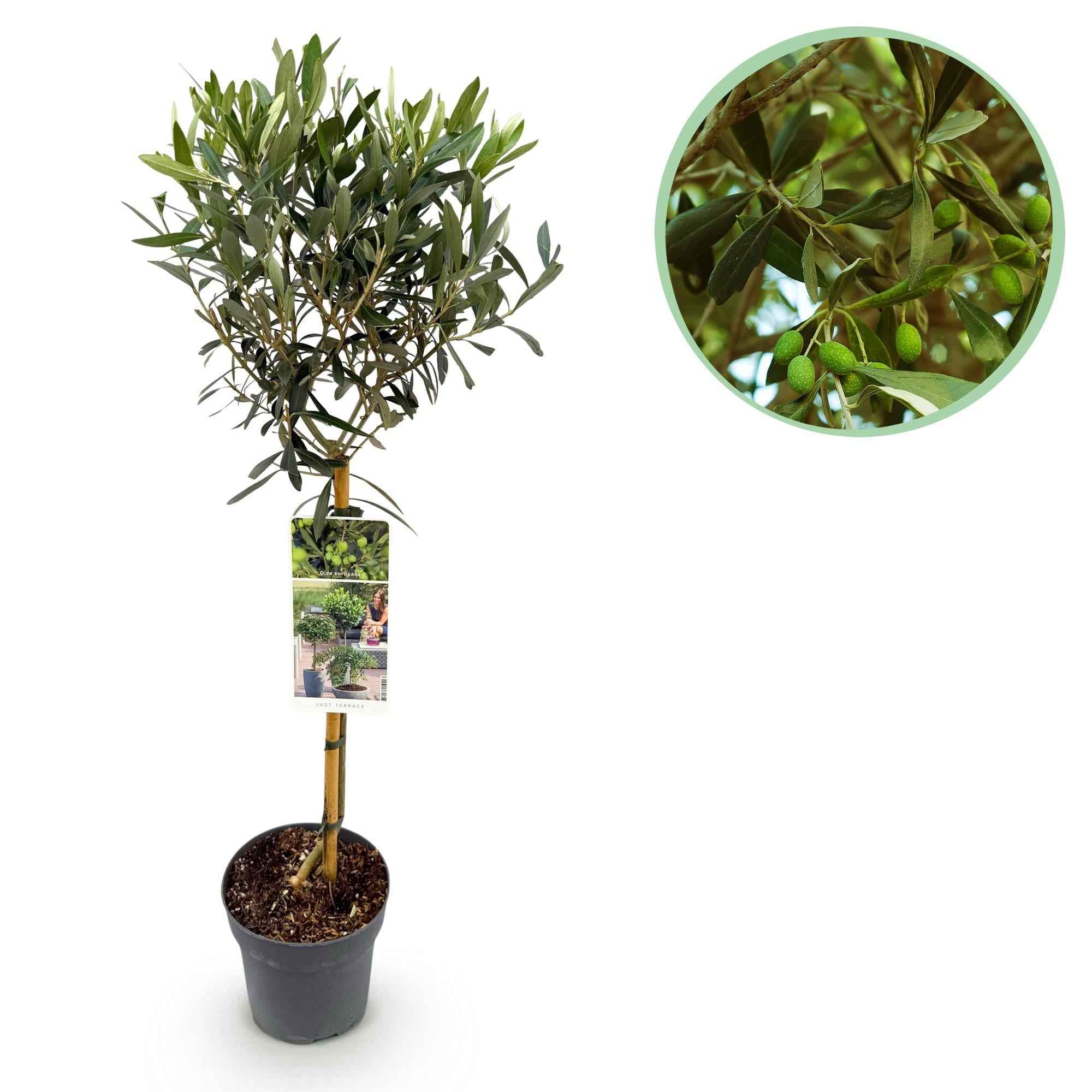 Image of Olea Europaea Olivenbaum auf Stamm – Immergrüne Terrassenpflanze – Pflegeleicht – Ø19cm – Höhe ca. 90cm – Mediterranes Flair für Balkon & Garten-0