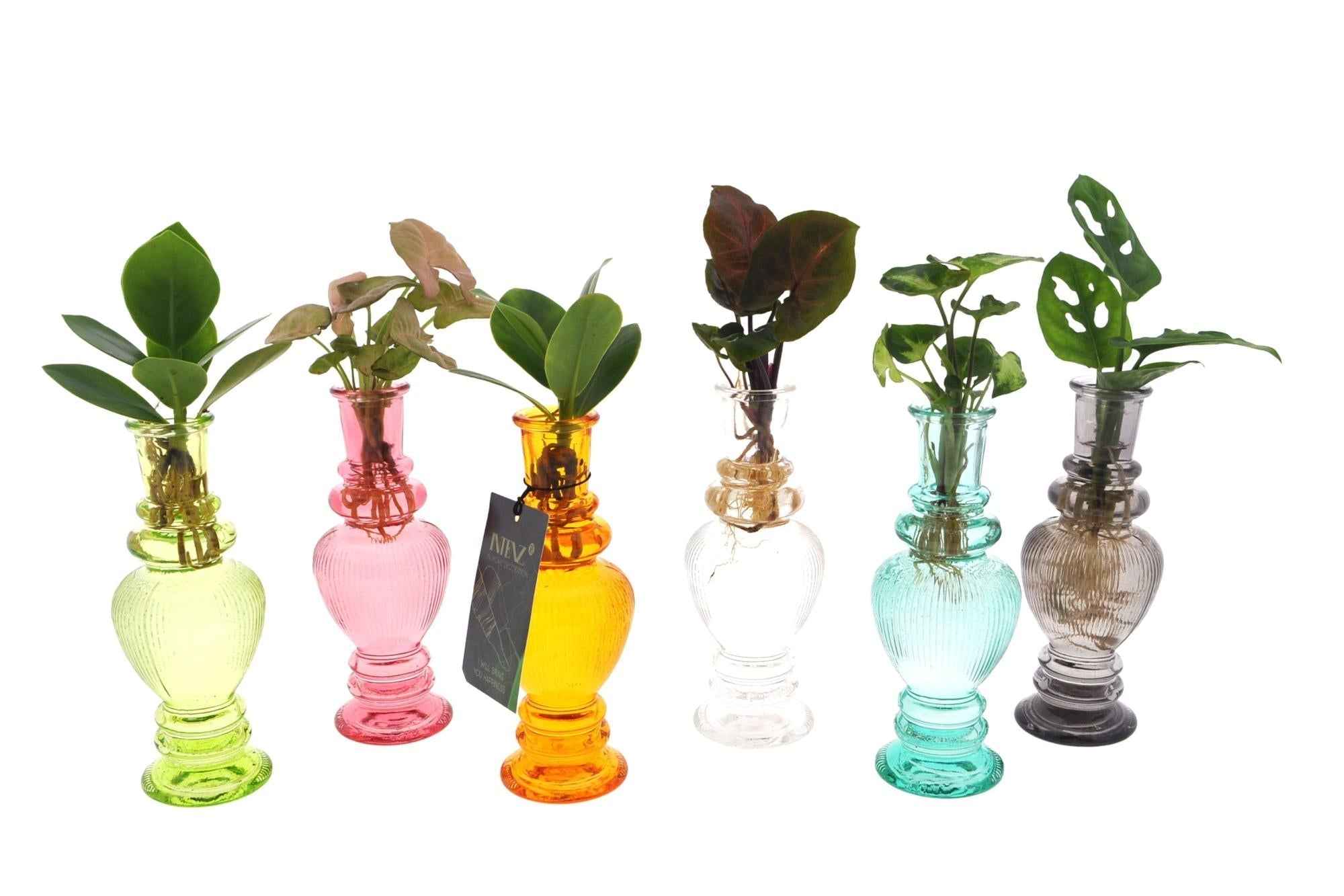Image of Hydroponik Pflanzen Mix im Venice Glas – Ø7cm ↕20cm – Grünpflanzen im Glasgefäß – Pflegeleicht & modern – Für Wohnzimmer, Büro & Tischdeko-0
