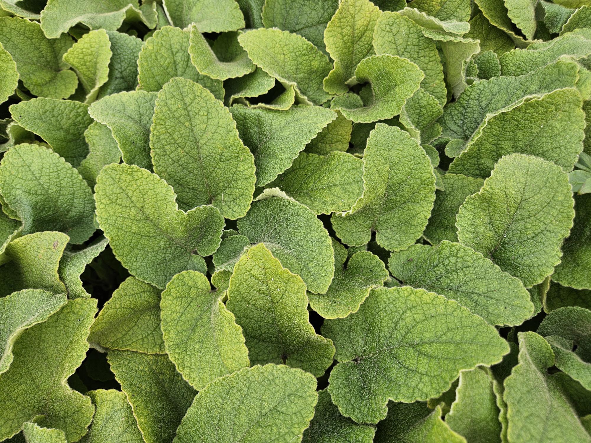 Image of Russel – Brandkraut Phlomis russeliana – ↕10-25cm – Ø9cm – 6 Pflanzen – Winterhart & Bienenfreundlich – Sommerblüher für Beete & Garten-5