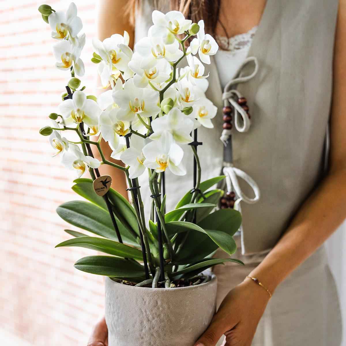 Image of Phalaenopsis Orchidee Lausanne – Weiß – Ø12cm – 2-3 Zweige – Elegante Zimmerpflanze mit vielen Blüten – Für Wohnzimmer, Büro & Bad-2