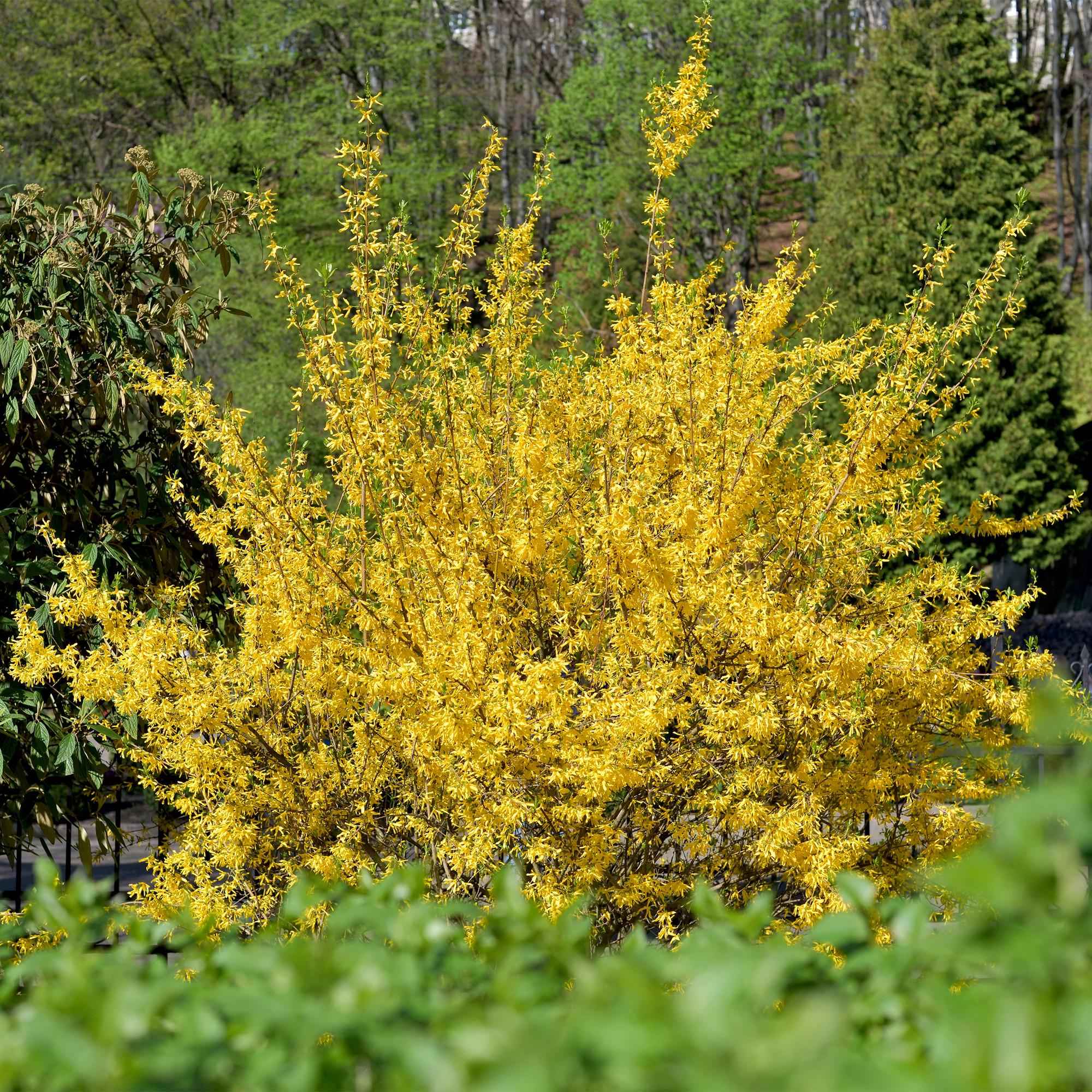 Image of Goldglöckchen Forsythia intermedia – Zierstrauch mit gelben Blüten – 17cm – Höhe ca. 45cm – Schnellwachsender & pflegeleichter Blütenstrauch