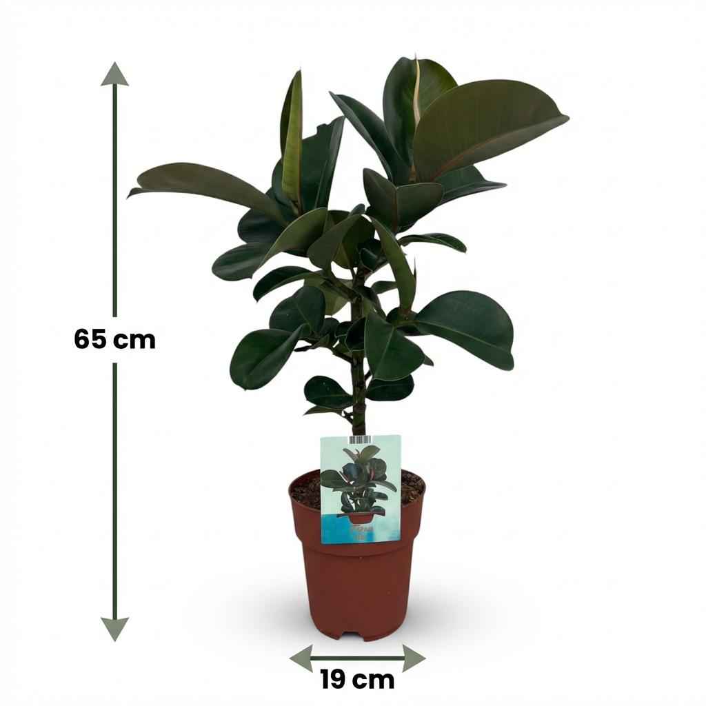 Image of Ficus elastica Cloe Gummibaum 65cm 19cm Zimmerpflanze pflegeleicht große glänzende Blätter für Wohnzimmer Büro Schlafzimmer tropische Grünpflanze-4