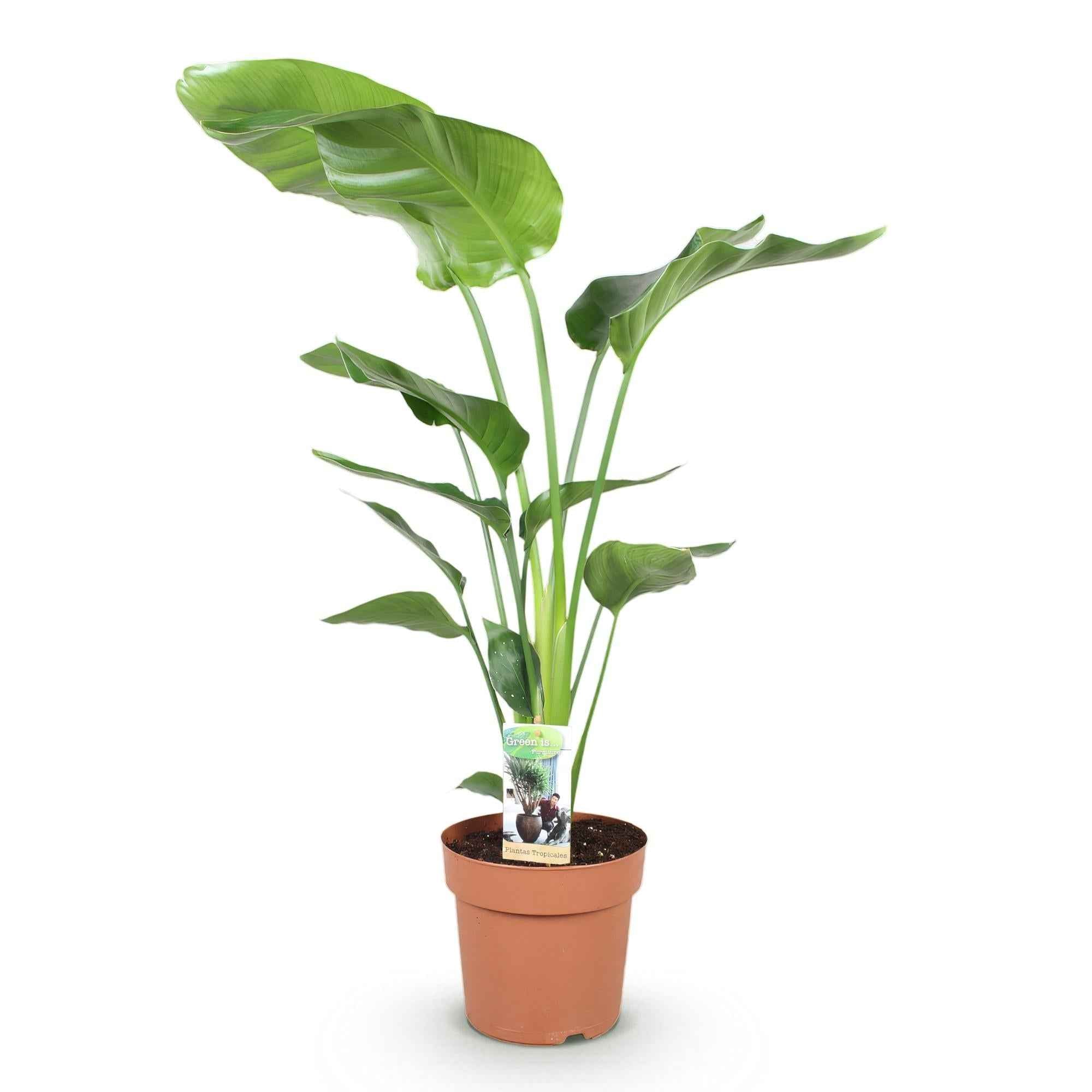 Image of Strelitzia Nicolai – 110-120cm – 21cm – Pflegeleichte Paradiesvogelblume – Große tropische Zimmerpflanze-0