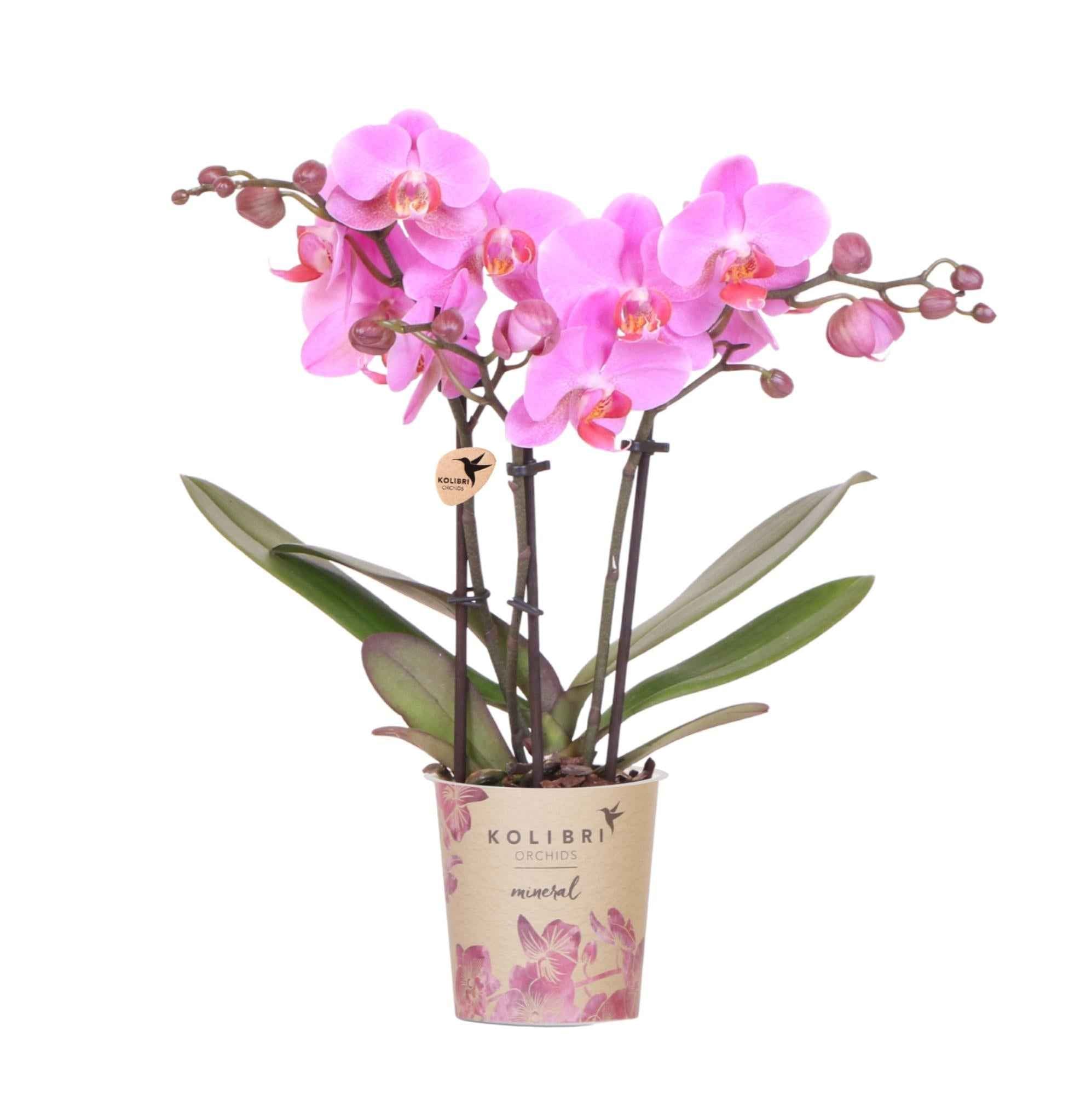 Image of Violett – Rosa Phalaenopsis Orchidee – Frederikstad – Ø9cm – Blühende Zimmerpflanze mit 2-3 kräftigen Trieben-0
