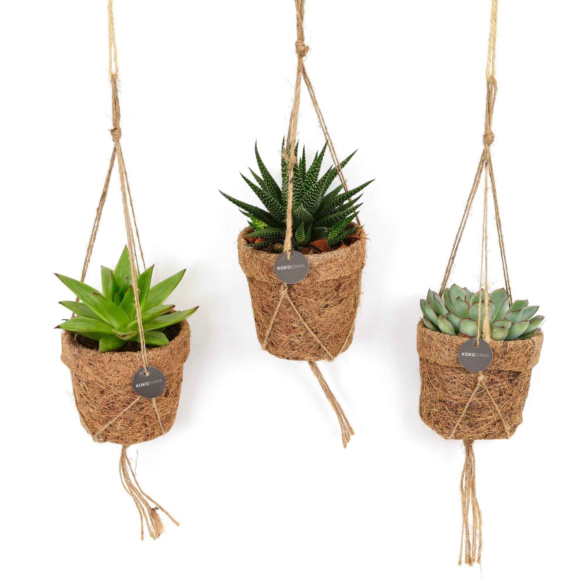 Image of Sukkulenten Mix 3er – Set – Kokopot String – Mini – Sukkulenten Ø10cm – Pflegeleicht & trockenheitsresistent – Pflanzenhöhe ca. 15cm-0