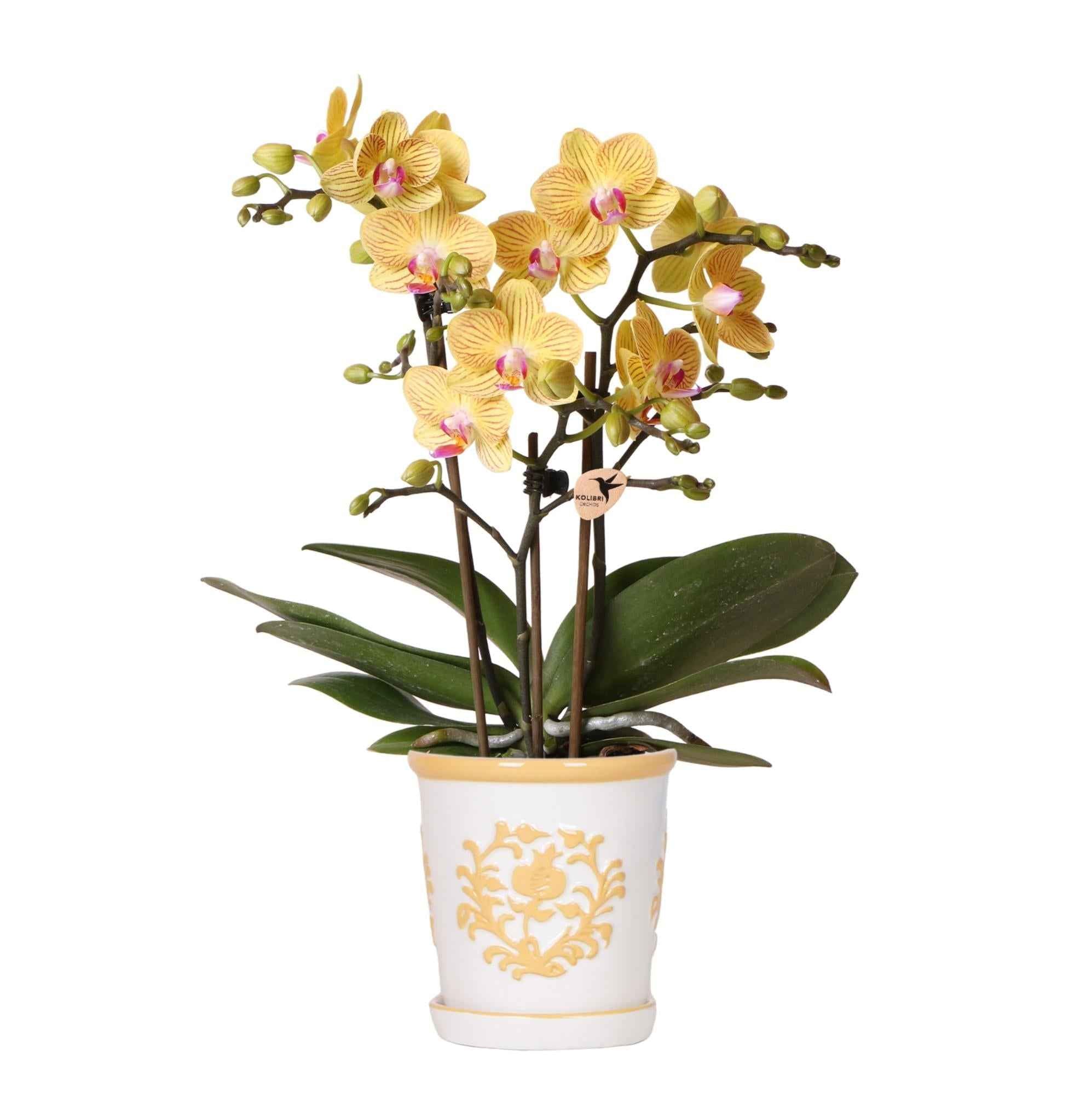 Image of Orchidee Lima Gelb im Malaga Ziertopf Hellorange – Ø9cm – 2-3 kräftigen Stiele – Fröhliche Zimmerpflanze – Sommerliches Wohnhighlight
