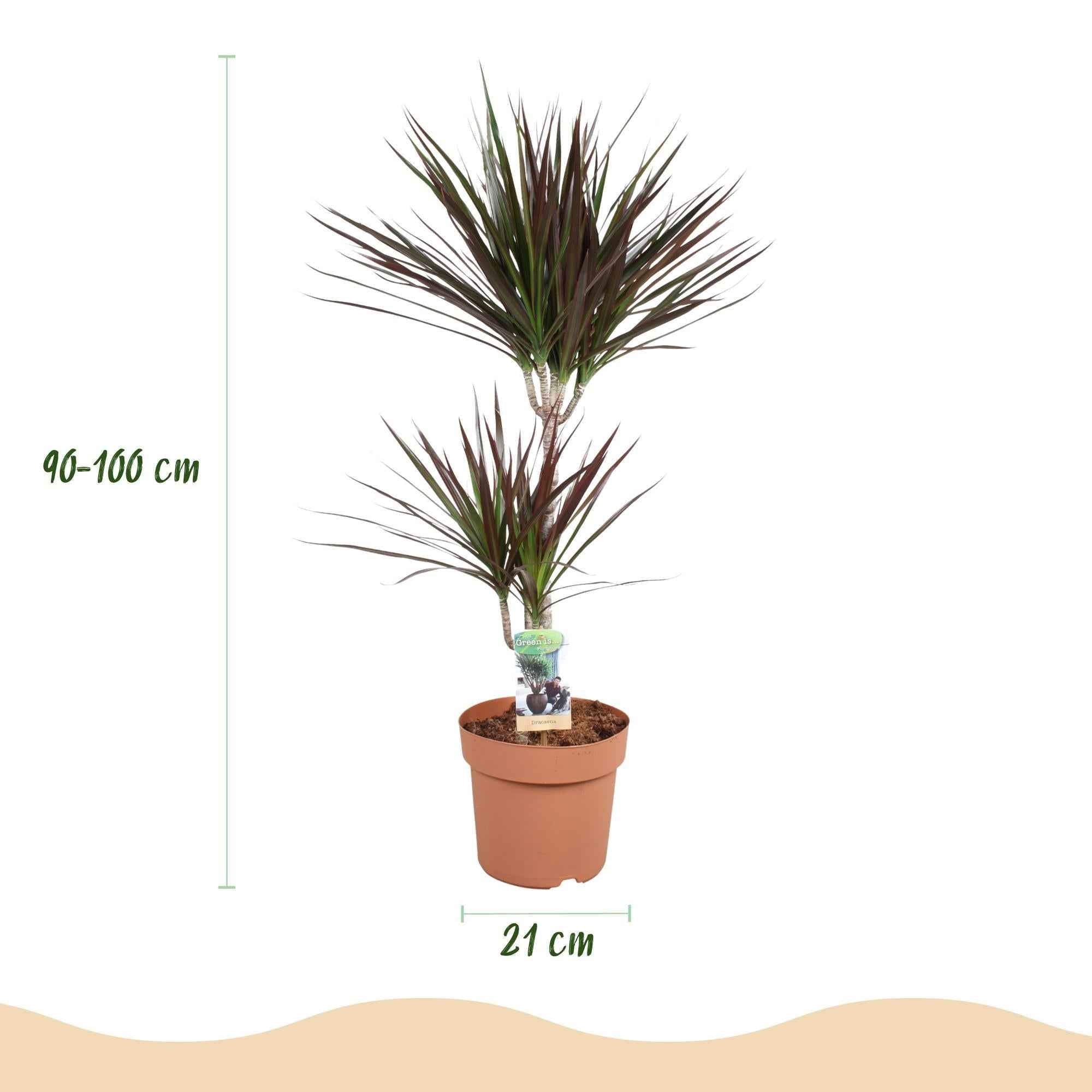 Image of Dracaena Magenta – Drachenbaum – 21cm – Höhe 90-100cm – Pflegeleichte rot – grüne Zimmerpflanze mit dekorativen Stämmen für Wohnzimmer und Büro-2