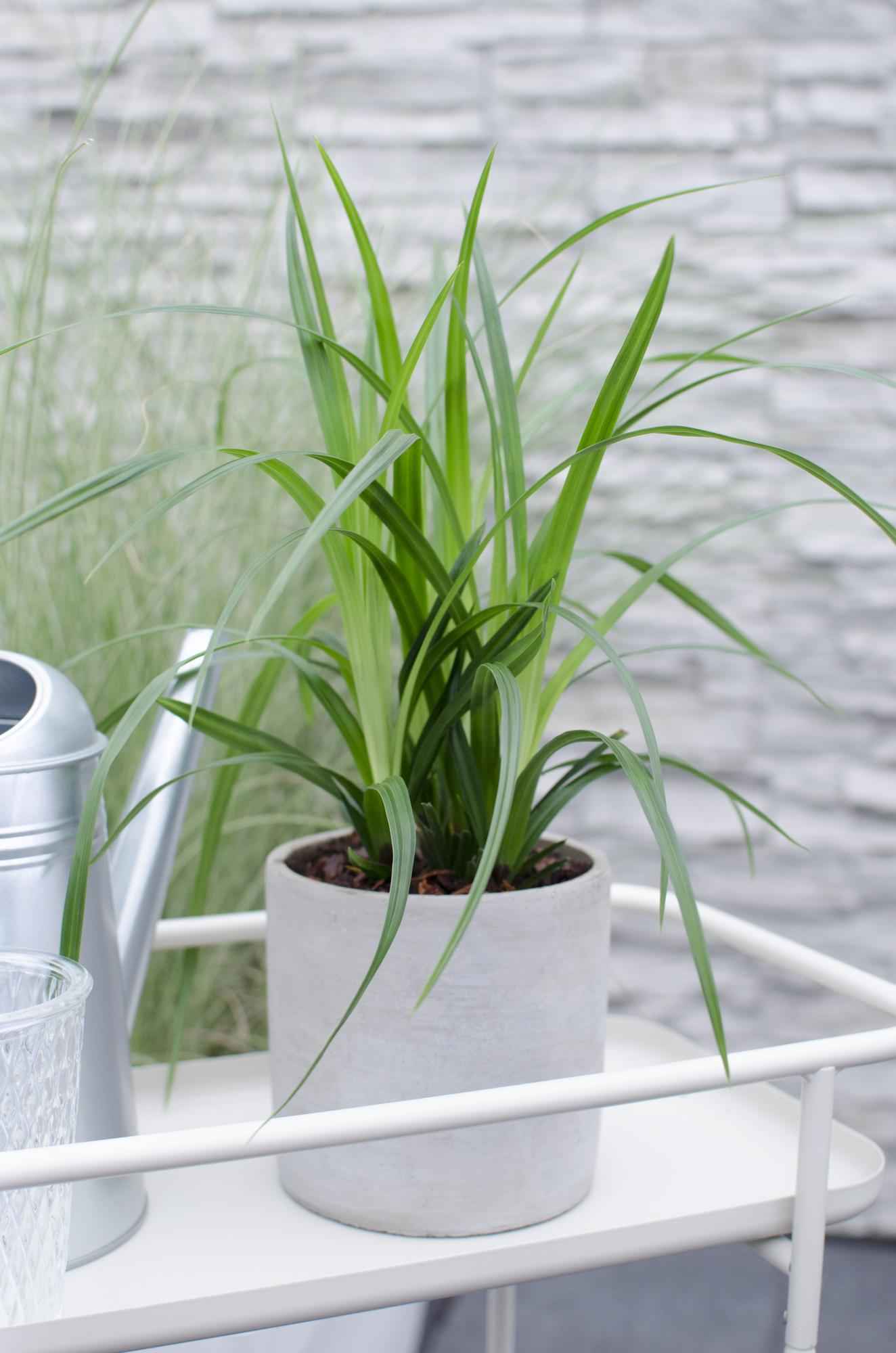 Image of Carex morrowii 'Irish Green' – 3 Pflanzen – Immergrünes Ziergras – Ø14cm – Höhe ca. 30cm – robustes Garten – Gras für Sonne & Schatten
