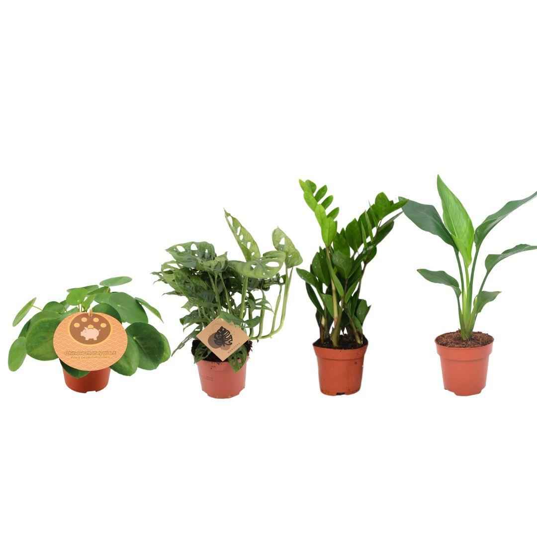 Image of Zimmerpflanzen Set – 4er Pflanzenbox – Ø12cm – ↕20-40cm – Monstera, Strelitzia, Zamioculcas, Pilea – Immergrün & pflegeleicht – Luftreinigende Deko