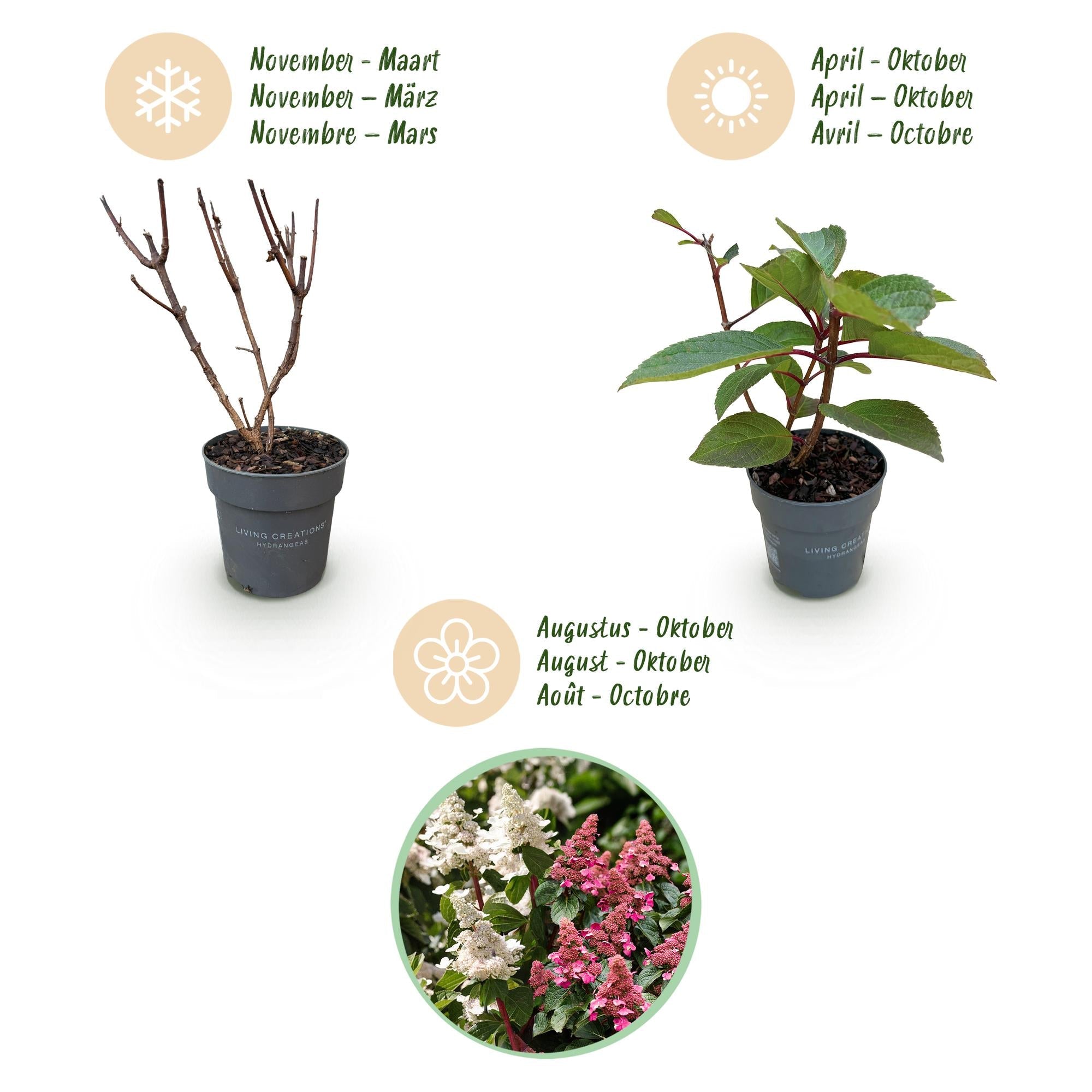 Image of Rispenhortensie Hydrangea paniculata Living Infinity – winterhart – weiß bis hellrosa – 12cm Höhe 20-30cm-4