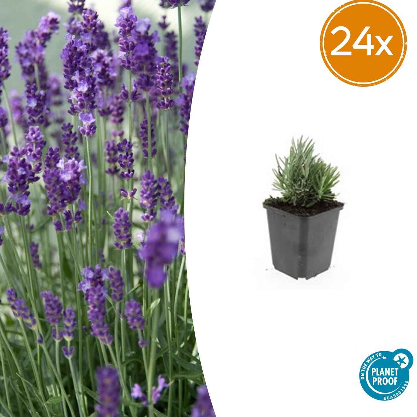 Image of Lavendel Lavandula angustifolia 'Dwarf Blue' – 24 Pflanzen – Kompakter blauer Lavendel – Duftende Blüten & bienenfreundlich