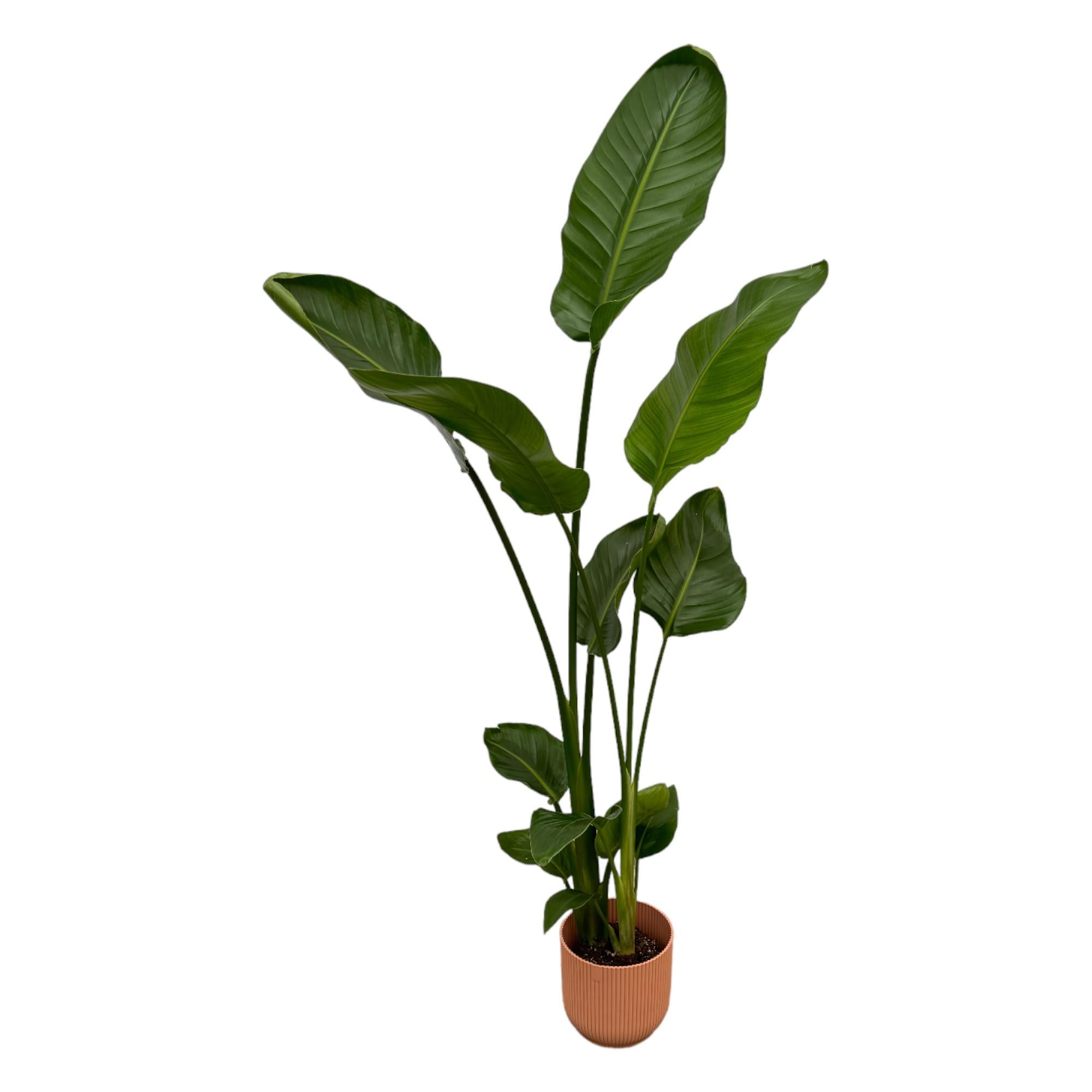 Image of Paradiesvogelblume – Strelitzia Nicolai inkl. Vibes Fold Round Rosa – ca. 100cm hoch – Ø18cm – Zimmerpflanze im Design – Topf-0
