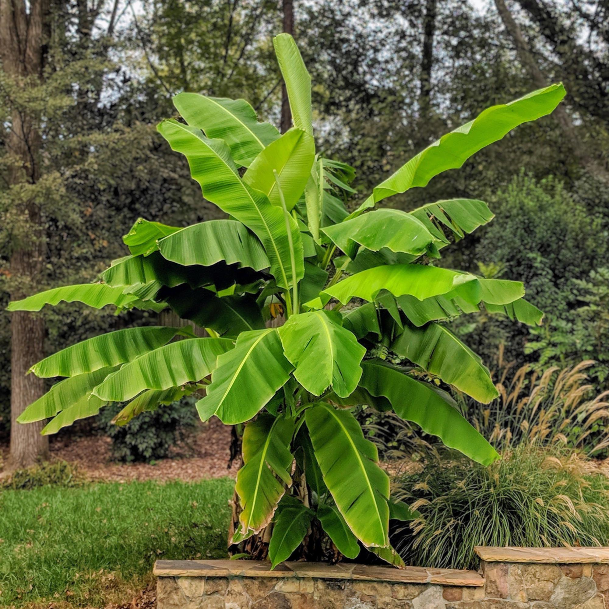 Image of Japanische Faserbanane – Musa Basjoo – Winterharte Bananenpflanze – Ø21cm – Höhe ca. 90cm – Exotische Obstpflanze für Garten & Terrasse-0